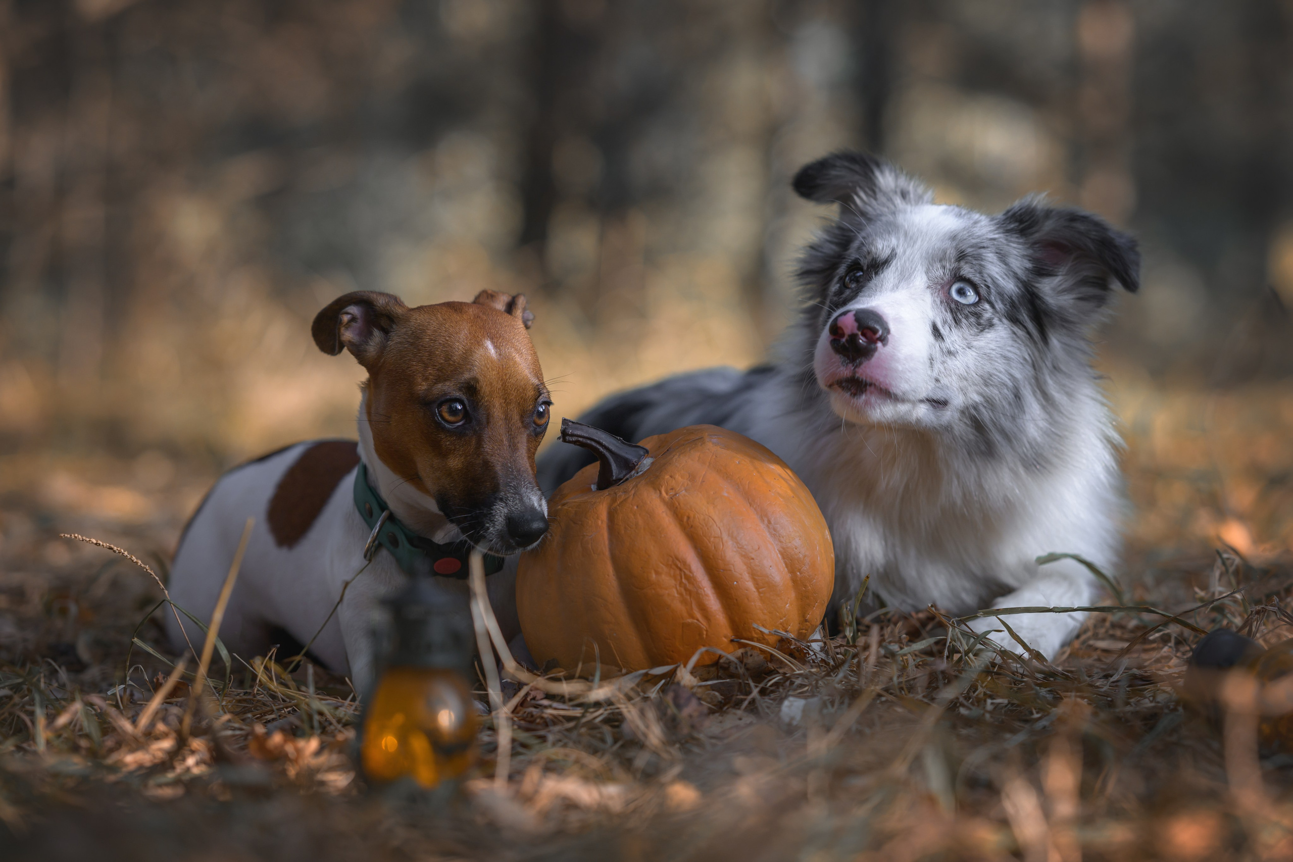Хэллоуин. Фотограф Анималист в Москве Анастасия Жучкова