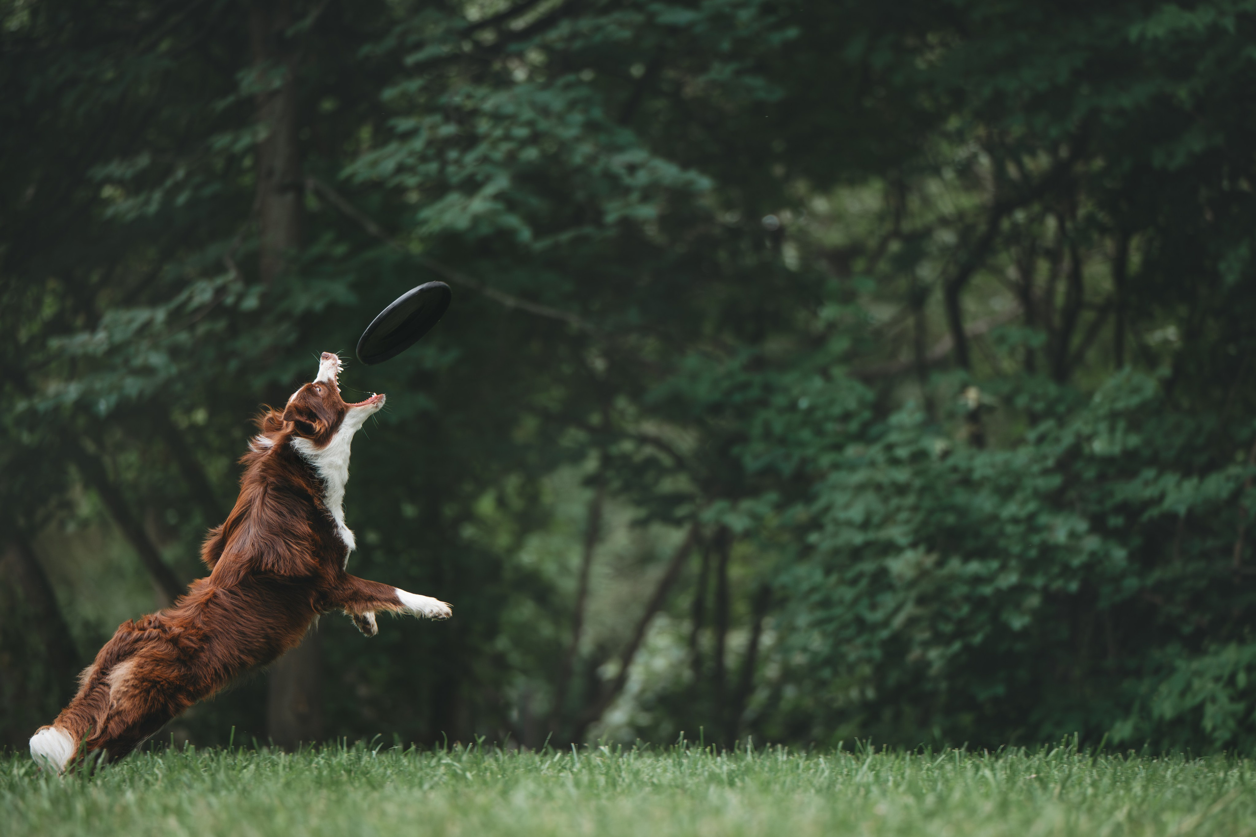 Бордер Колли. Фотограф Анималист в Москве Анастасия Жучкова