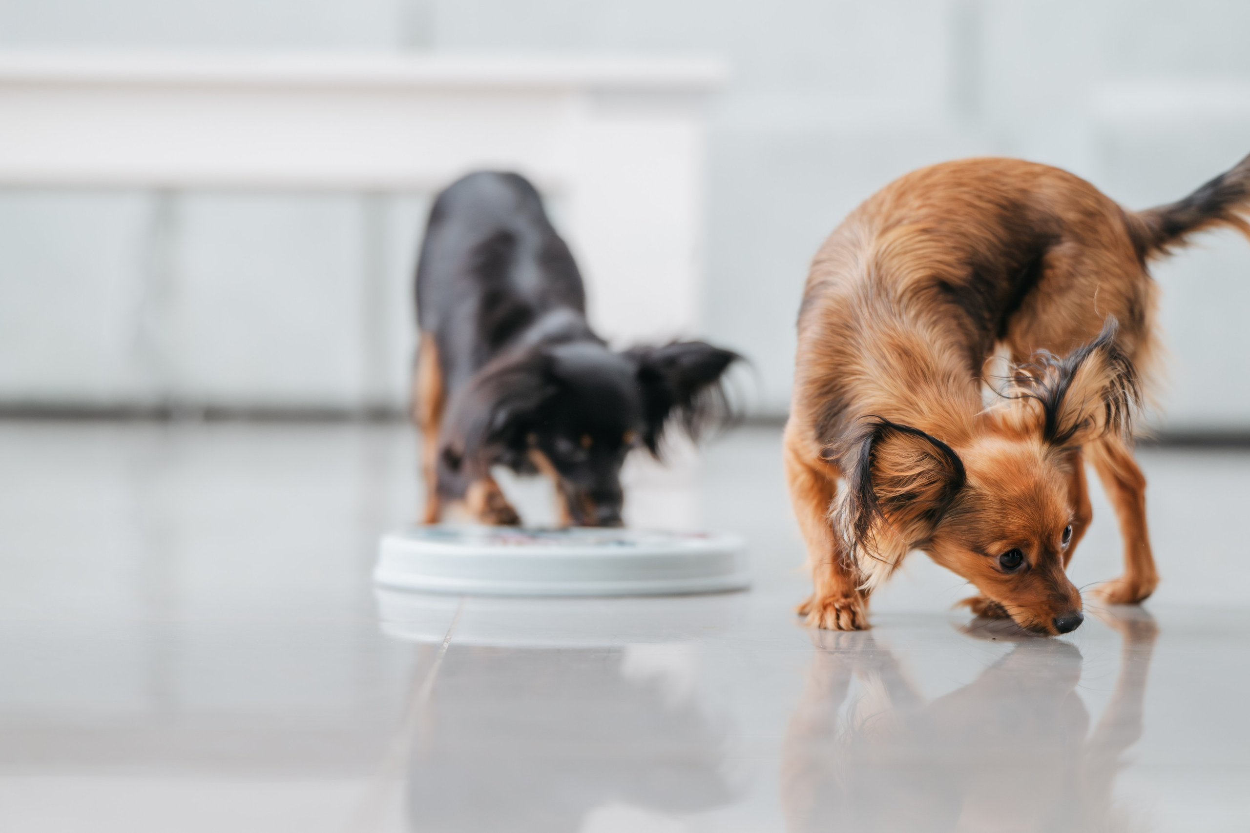 Домашняя съемка. Фотограф Анималист в Москве Анастасия Жучкова