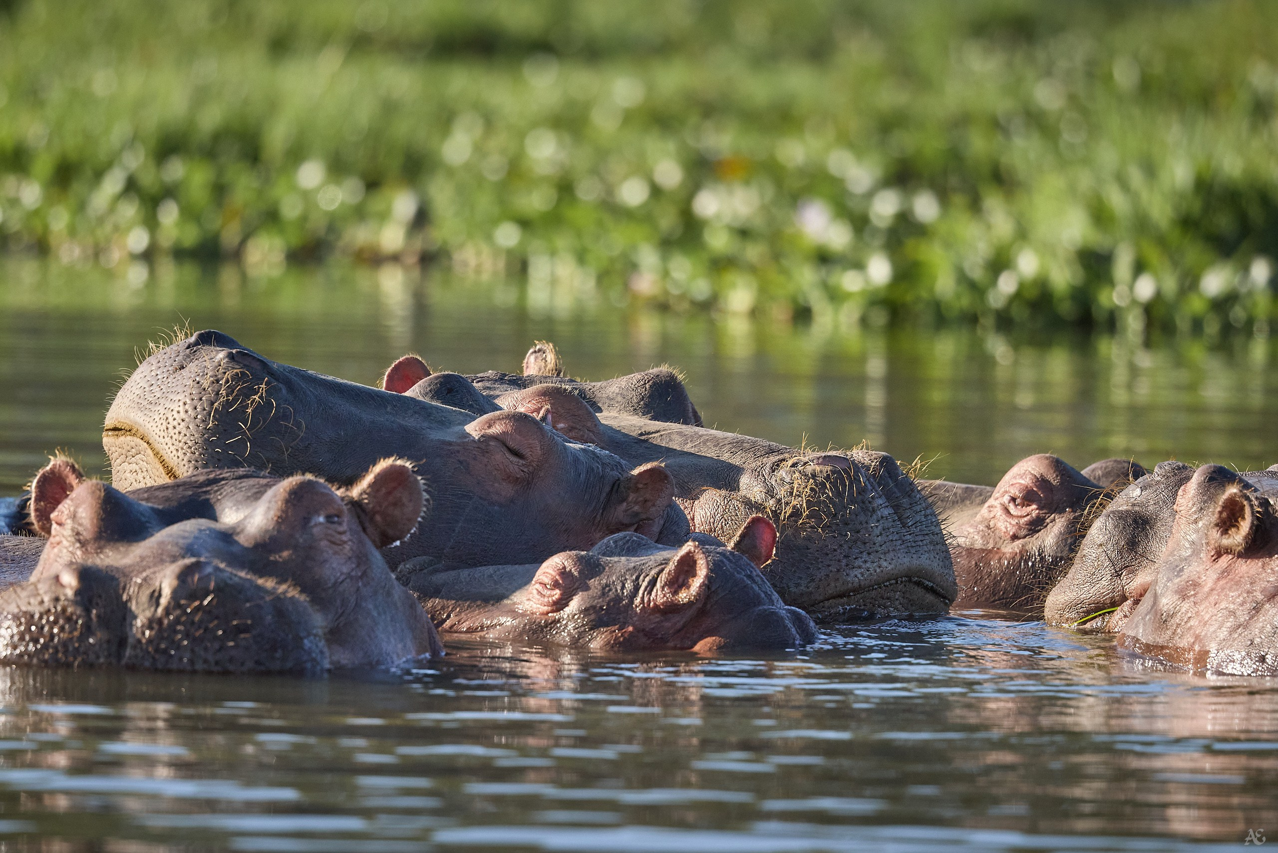 Бегемотики утром
