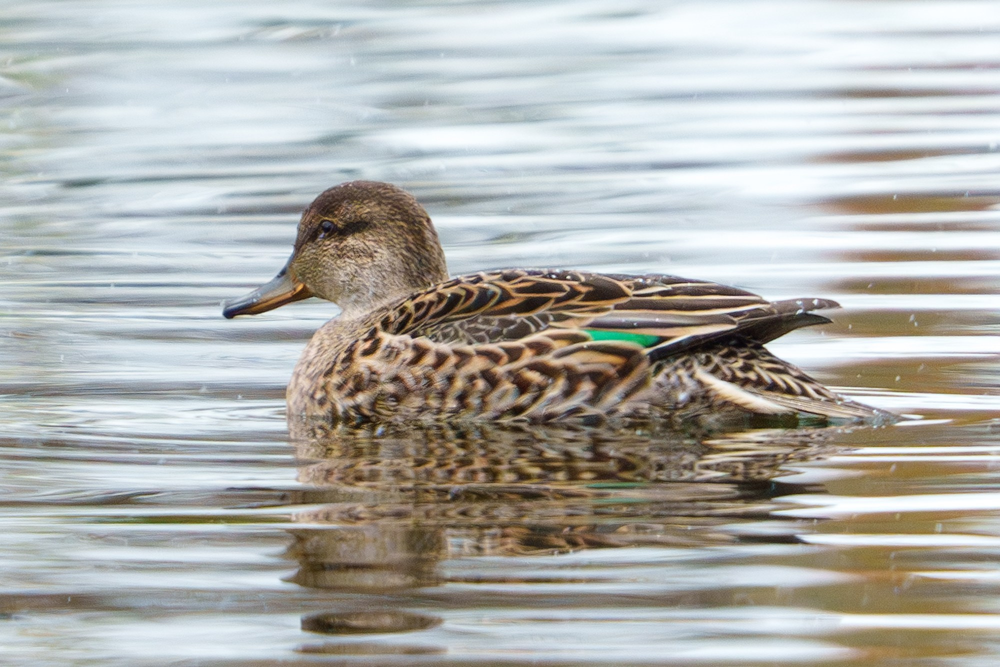 Удивительные мир птиц. Вокруг нас столько прекрасного — присмотритесь!. Ваш личный фотограф Марина Волкова