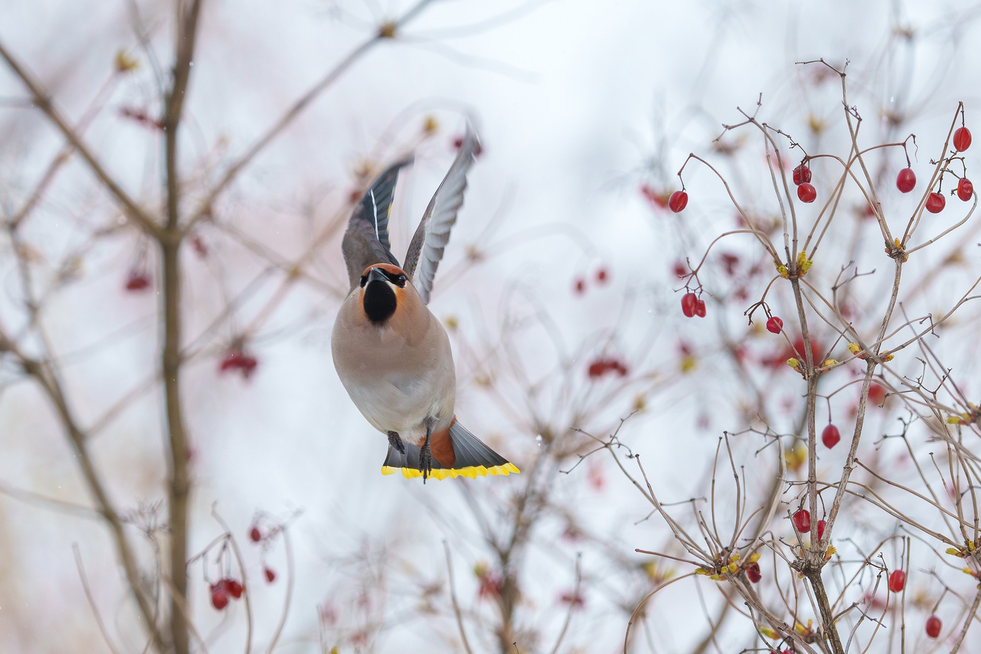 Удивительные мир птиц. Вокруг нас столько прекрасного — присмотритесь!. Ваш личный фотограф Марина Волкова
