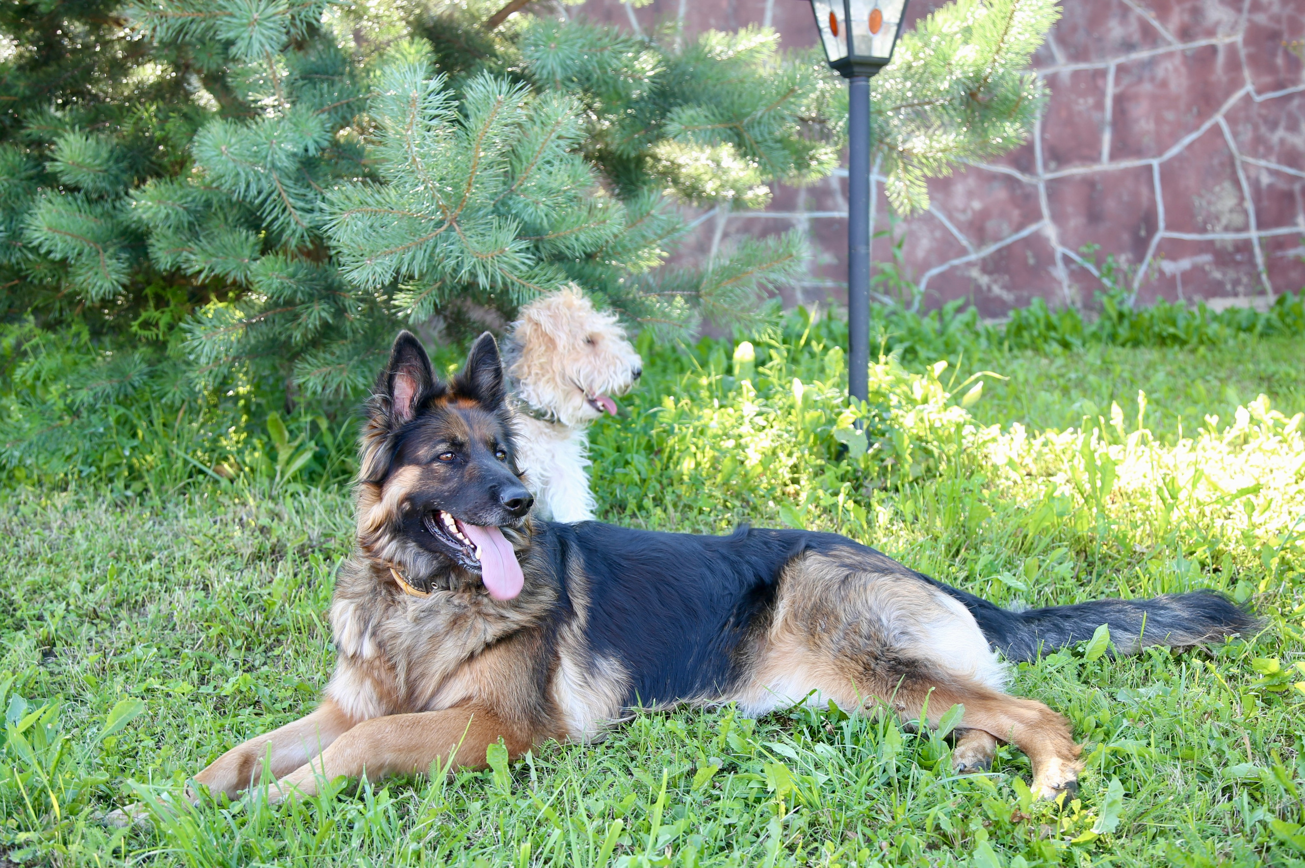 Съемка животных. Фотограф-режиссёр Майя | Москва
