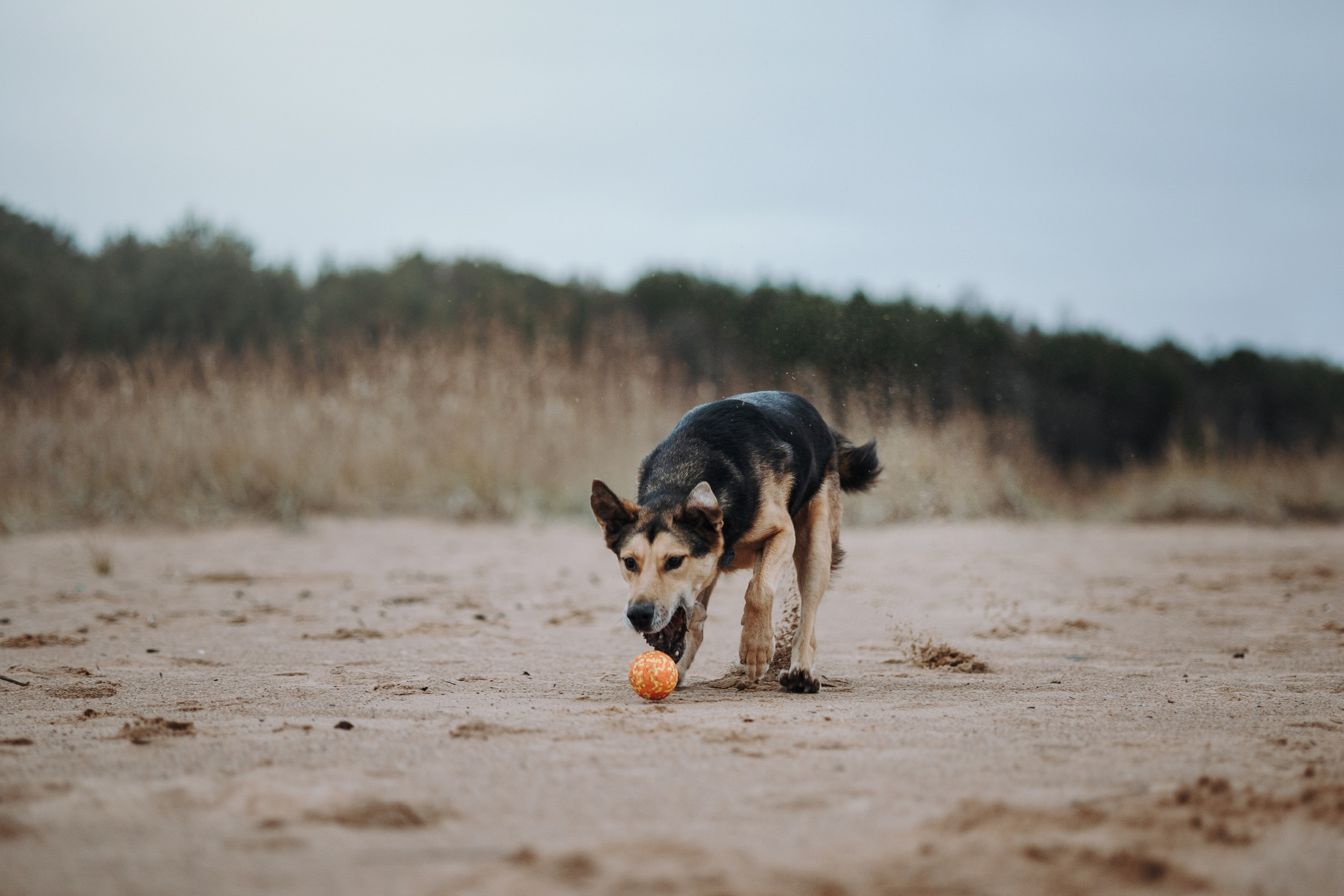 Наталья и Того. Фотограф — Анималист | Санкт-Петербург