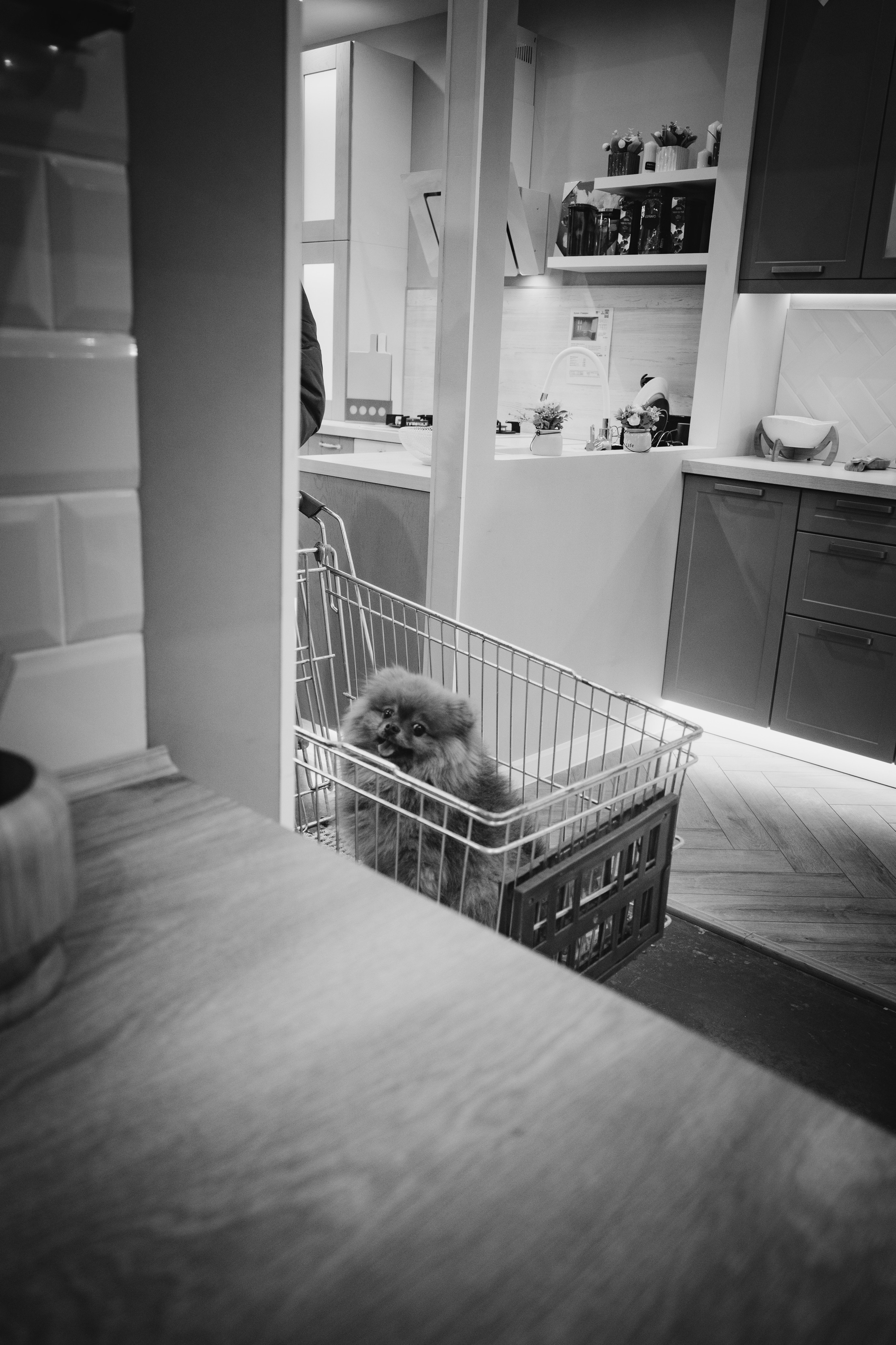 Собаки. Фотограф Александр Тихонов