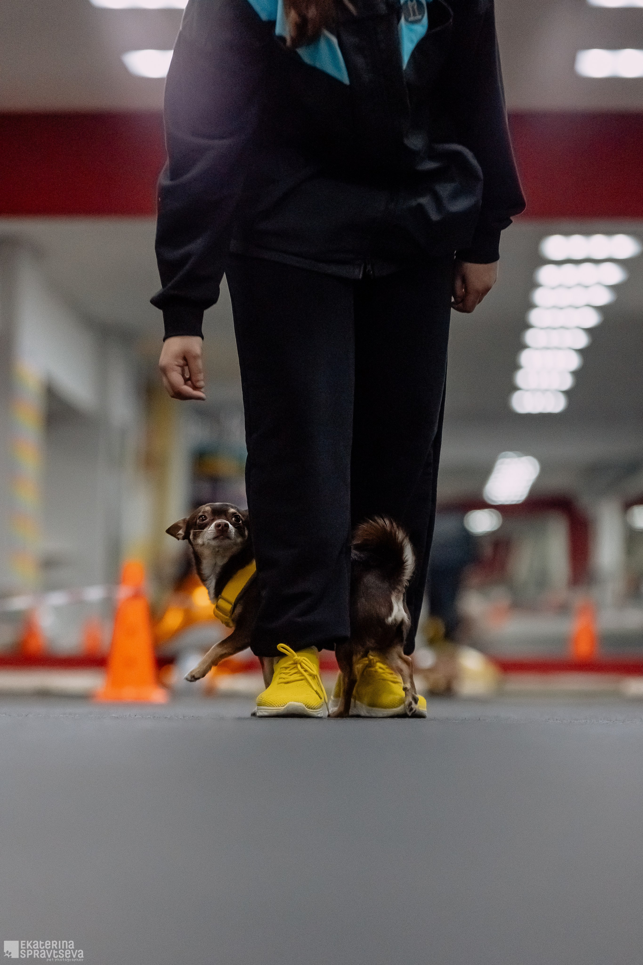 Праздник NoseWork. Фотограф Анималист Екатерина Справцева в Нижнем Новгороде