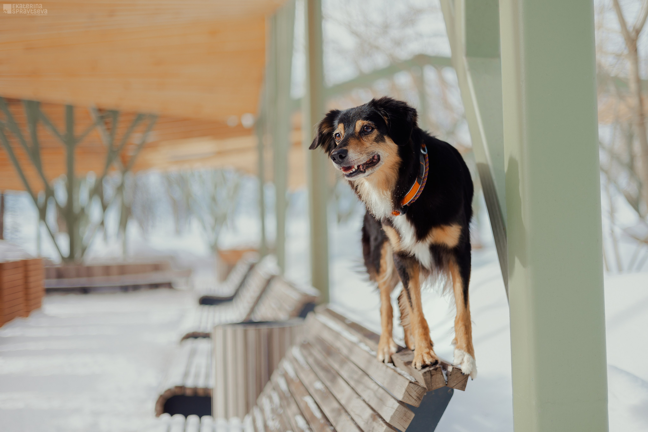Алла и Кобра. Фотограф Анималист Екатерина Справцева в Нижнем Новгороде