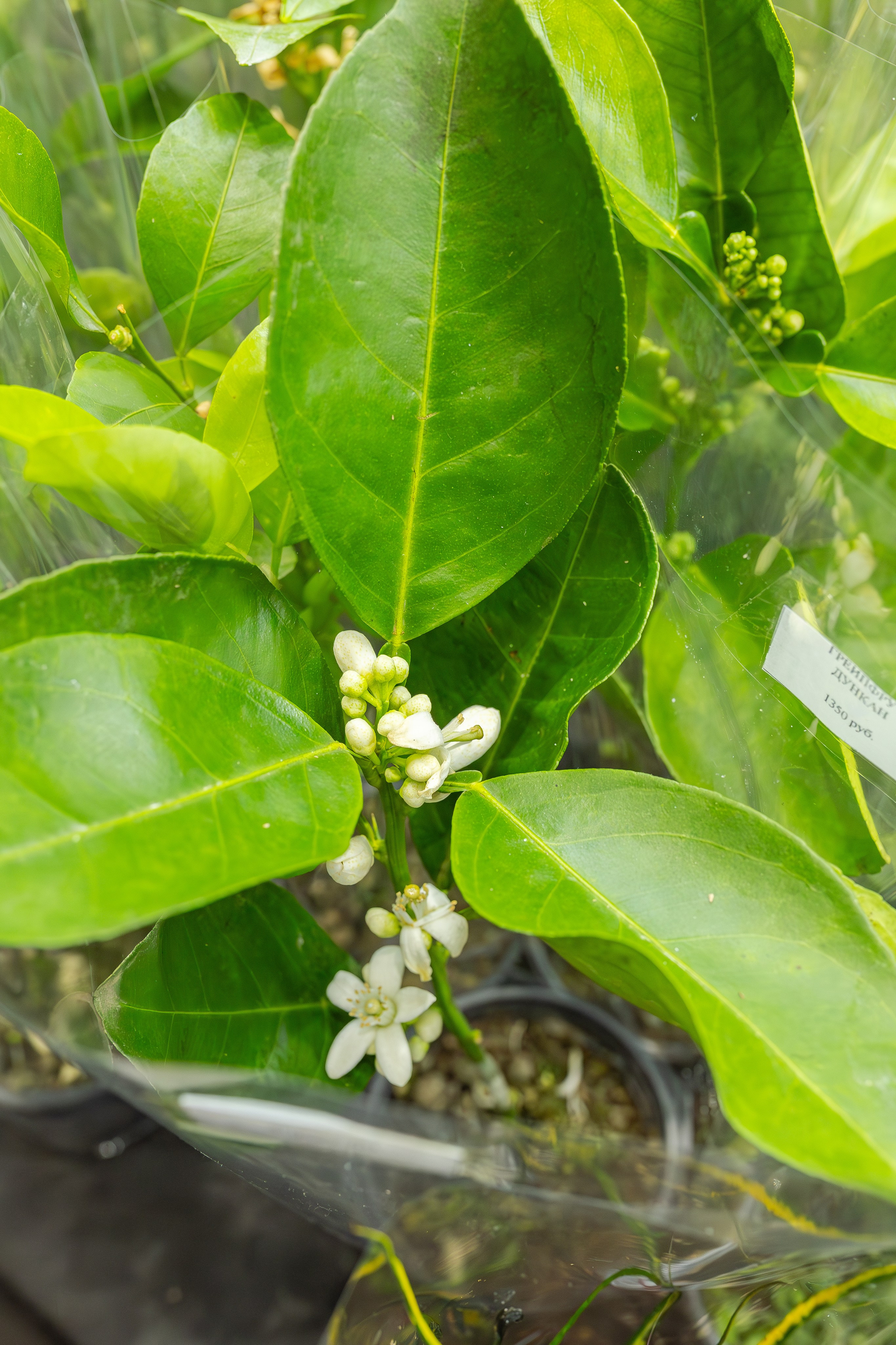 Монстериум апрель 2026. Александра Куликова фотограф, Москва