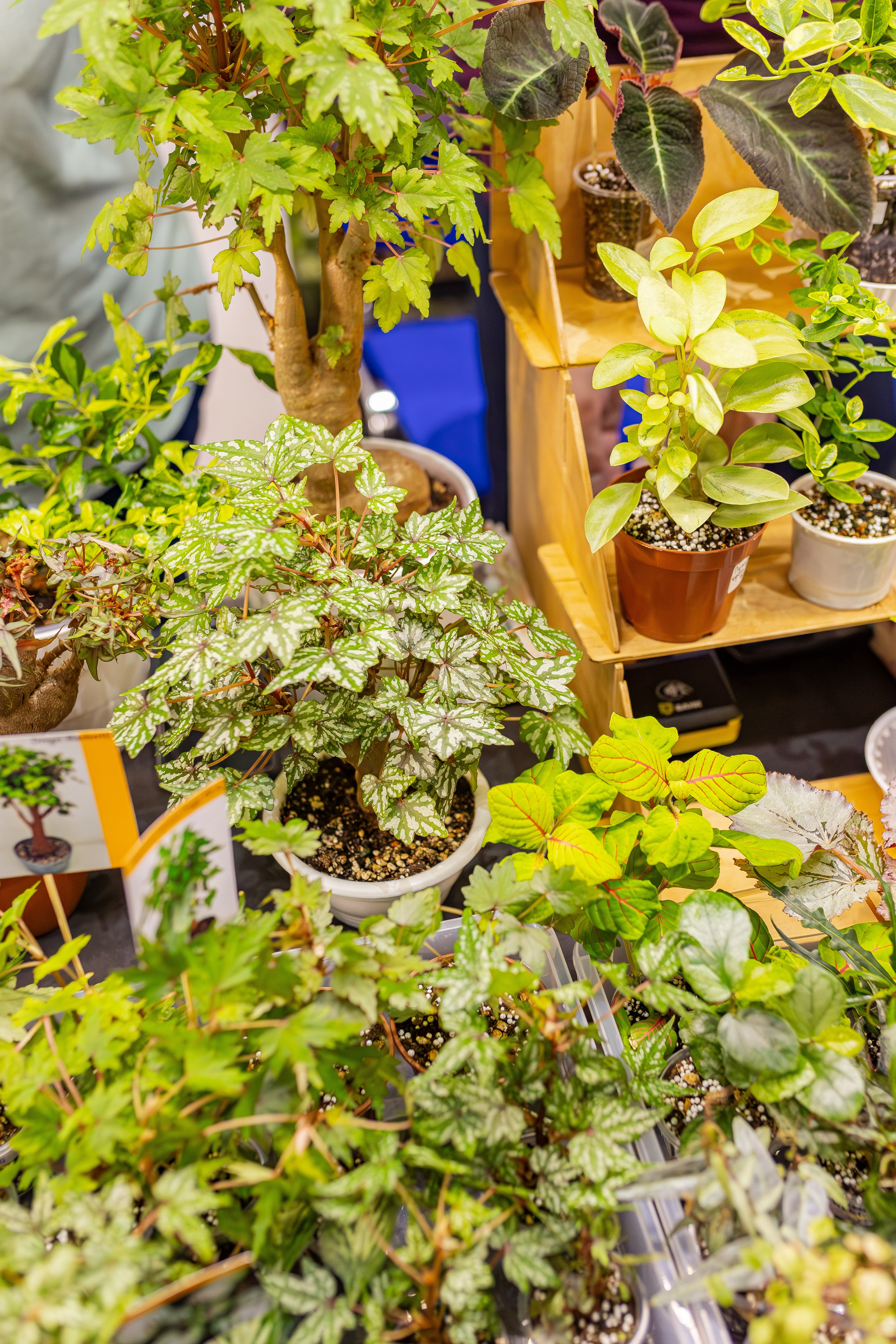 Монстериум апрель 2026. Александра Куликова фотограф, Москва