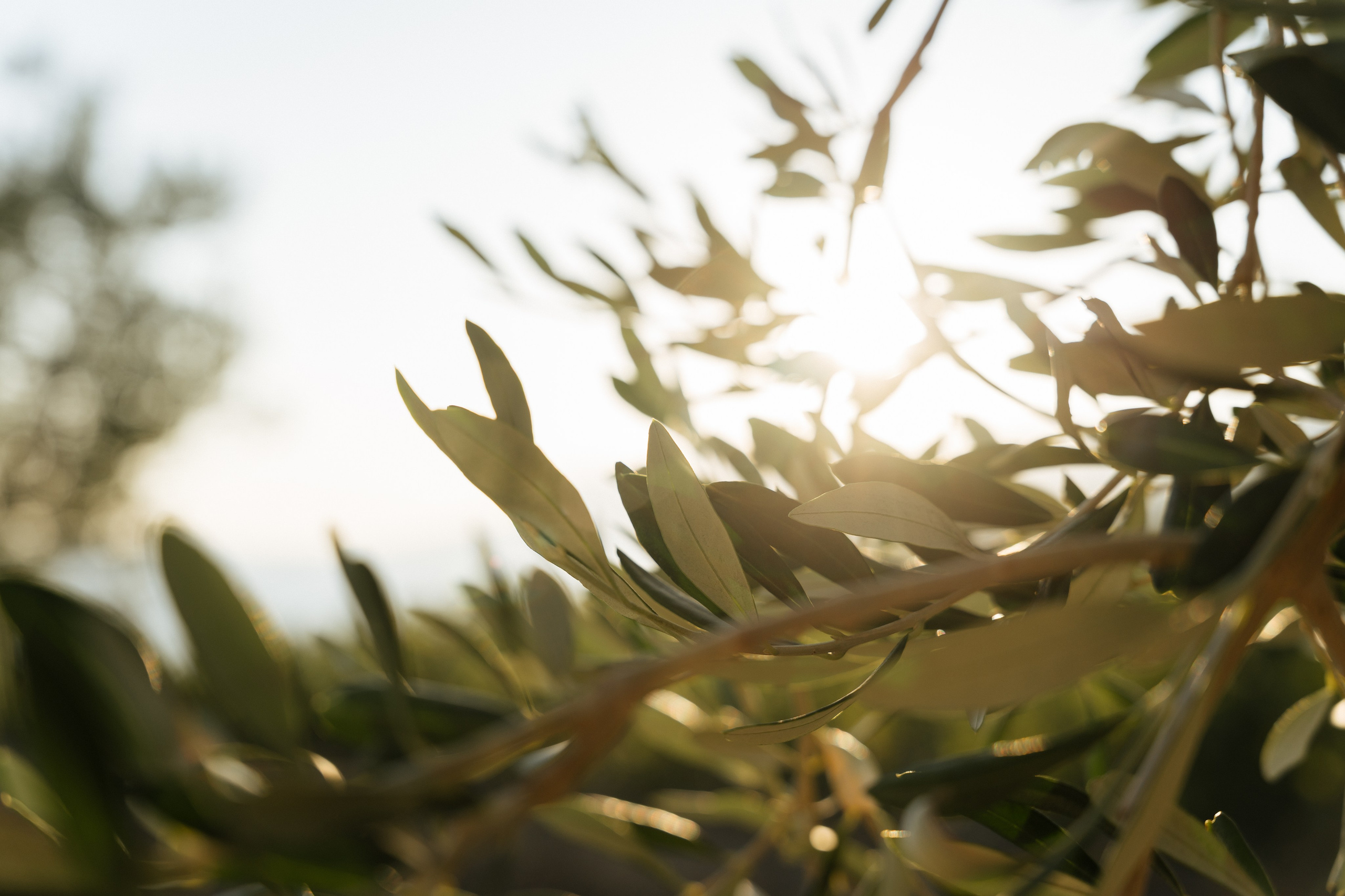 Алексей и Екатерина. Главная