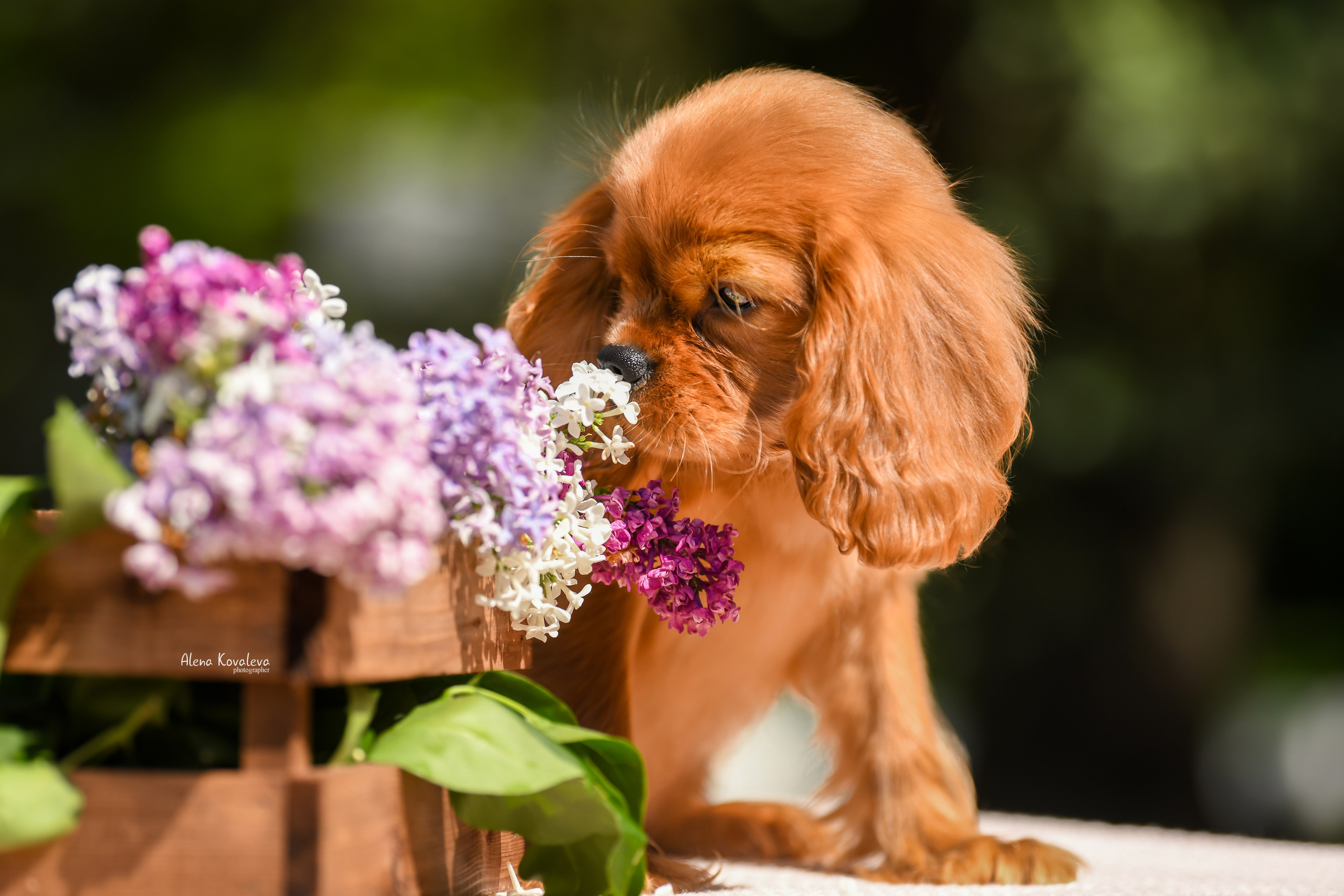 Фото щенков