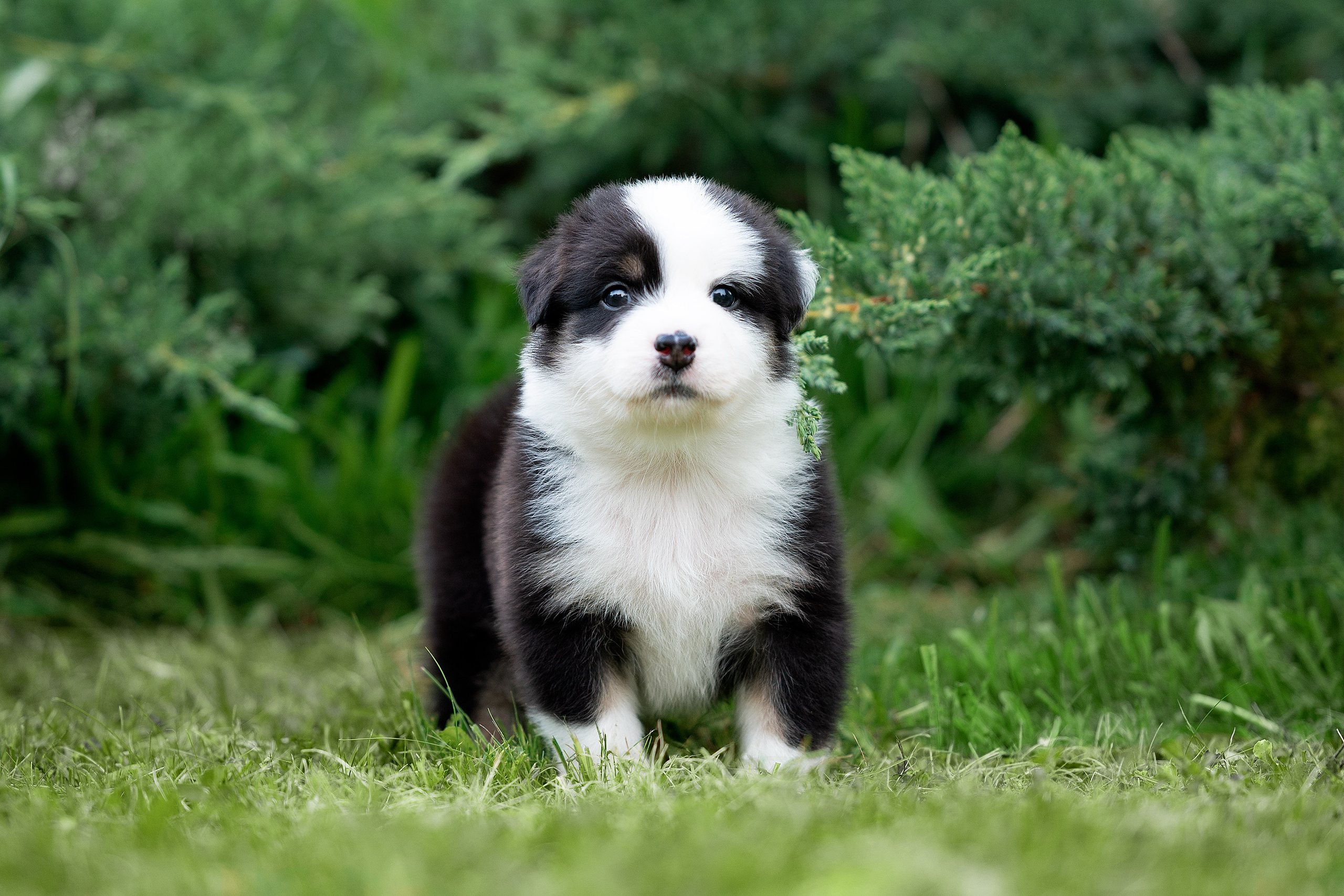 Заводчик Елизавета Степанова. Творческий фотограф Вологда