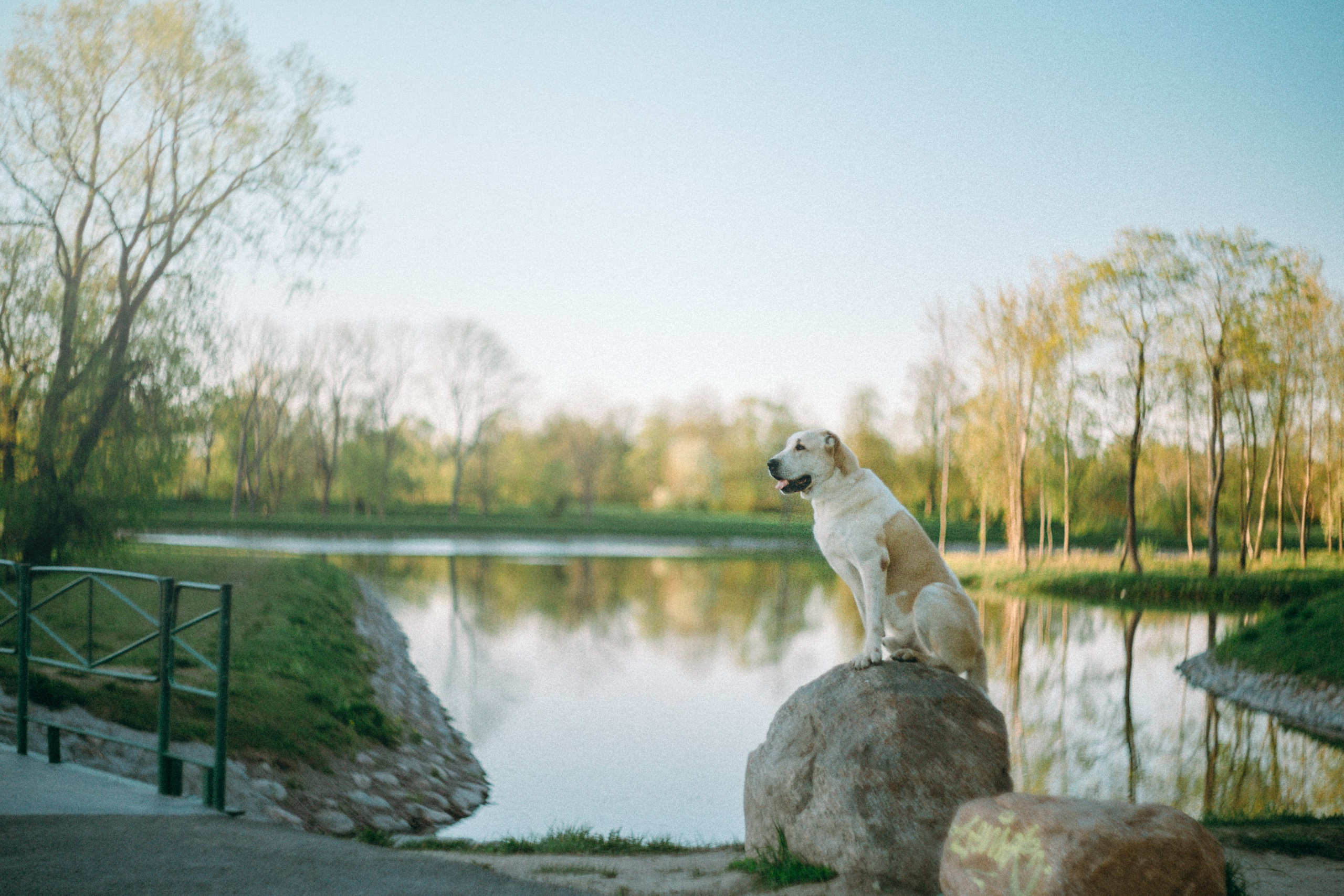 Настя и Рахат. Фотограф анималист в Москве и Санкт-Петербурге Свиридова Анна