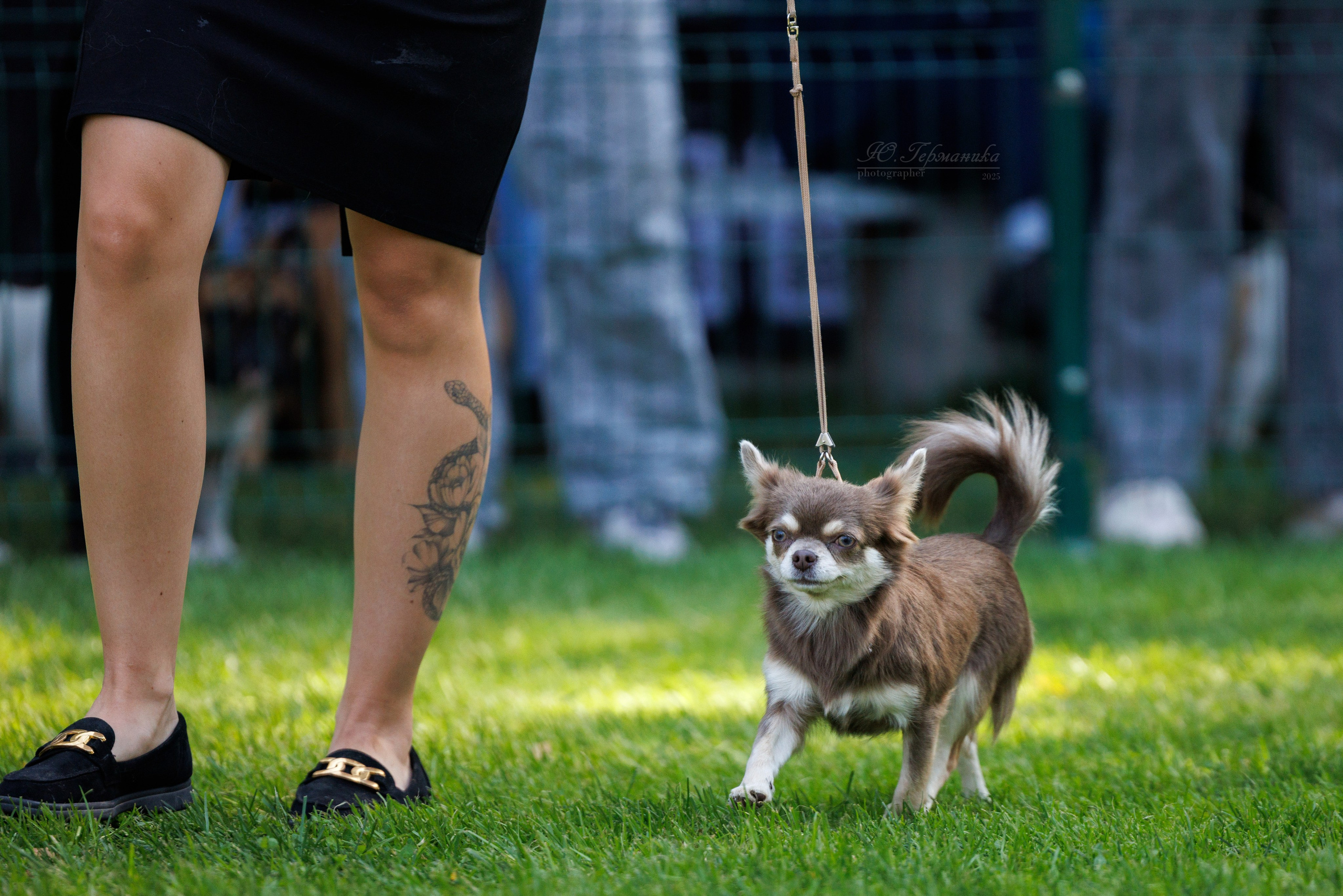 Бишкек 3х CACIB 26-28.09.2025. Фотограф-анималист Юлия Германика