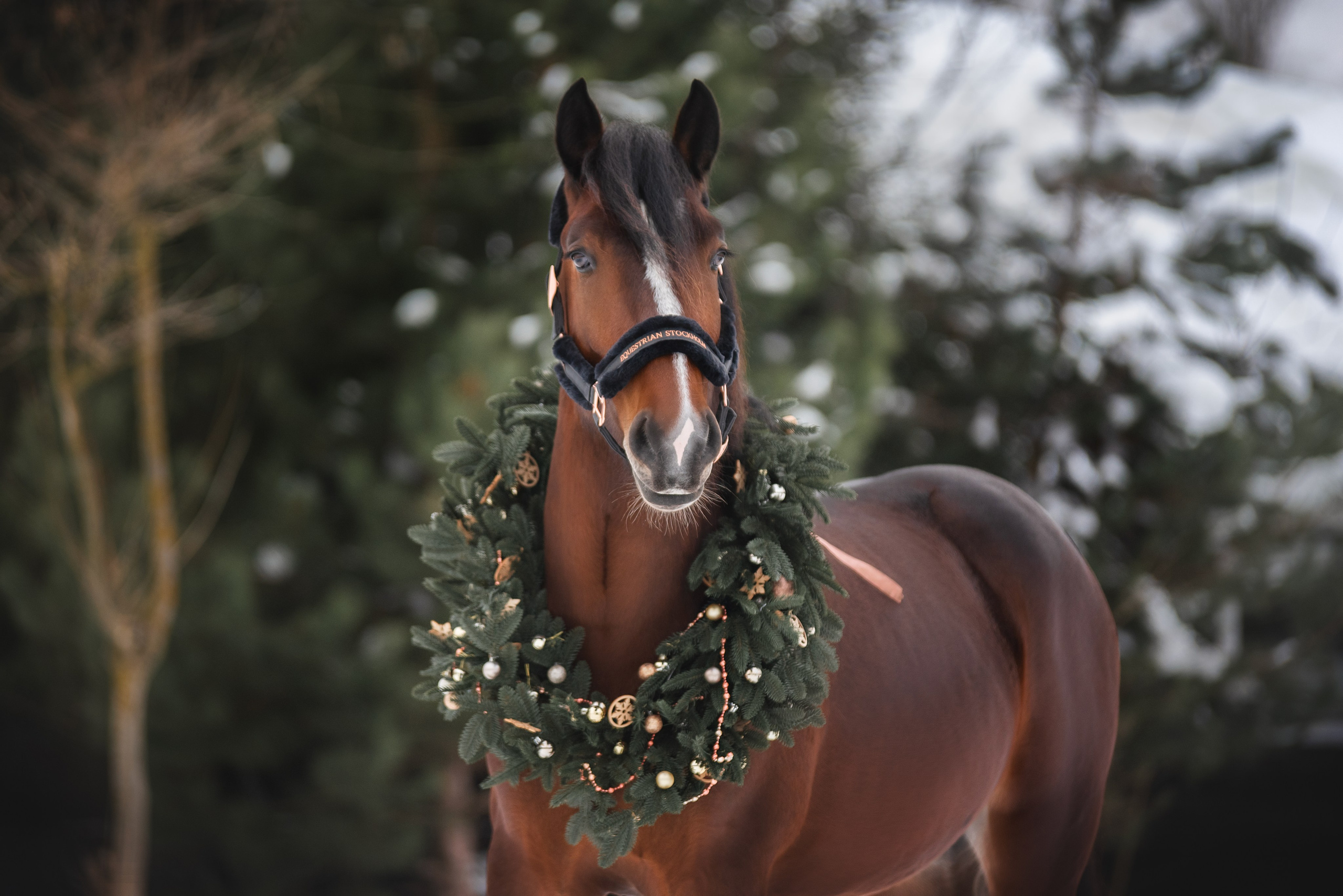 Новогодний Волконский. Конный фотограф Куракина Дарья • Фотосессии с лошадьми