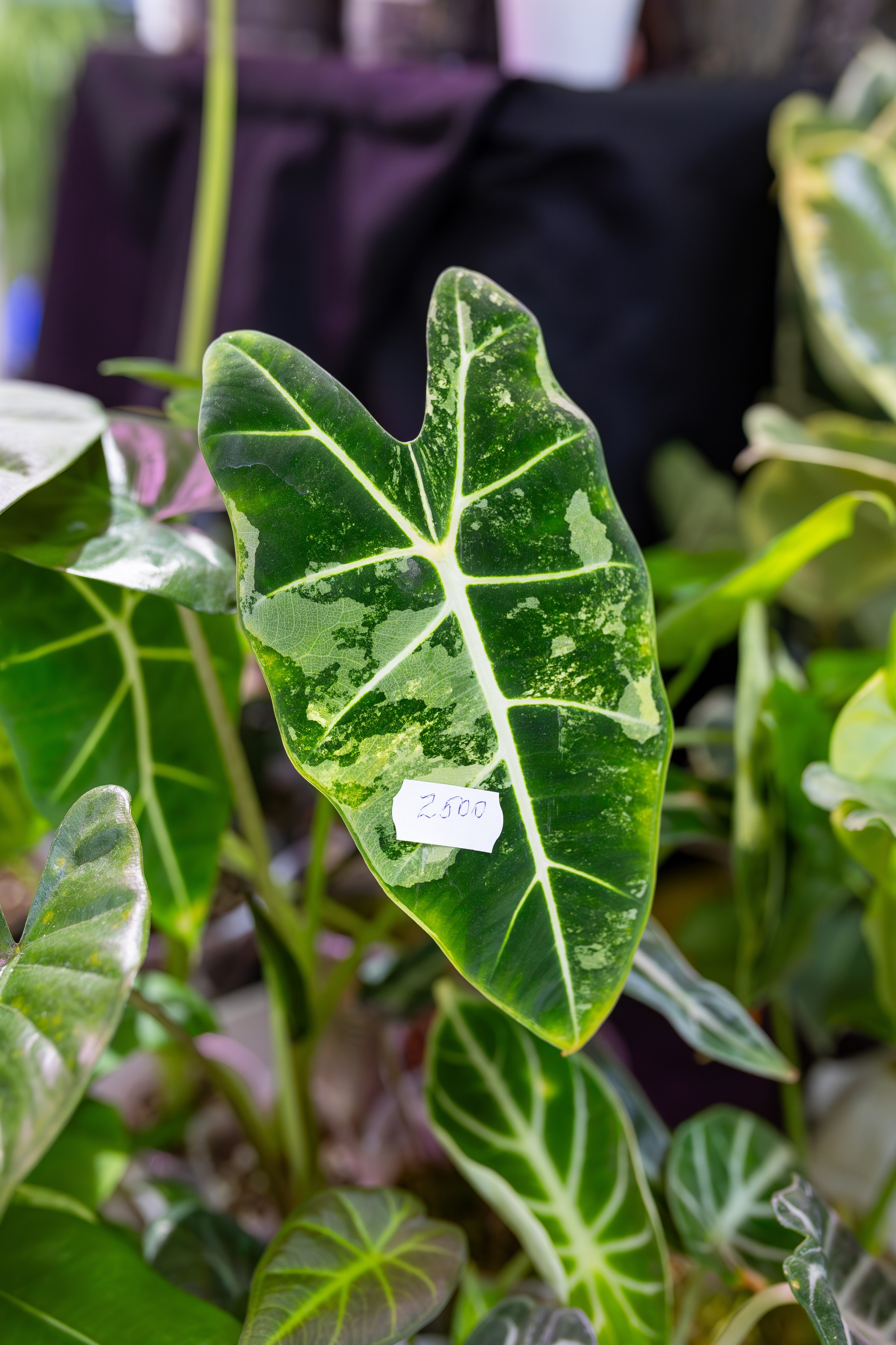 Орхидиум 12.2025. Александра Куликова фотограф, Москва