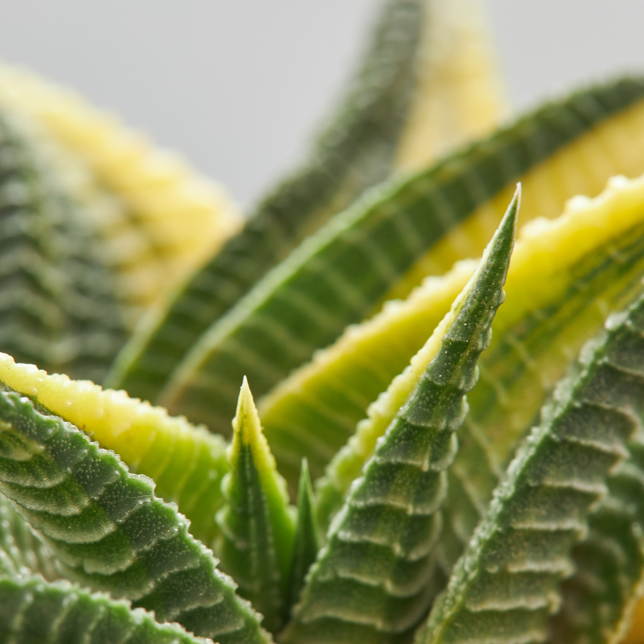 Decorative succulent closeup - photographer Andrey Dunin