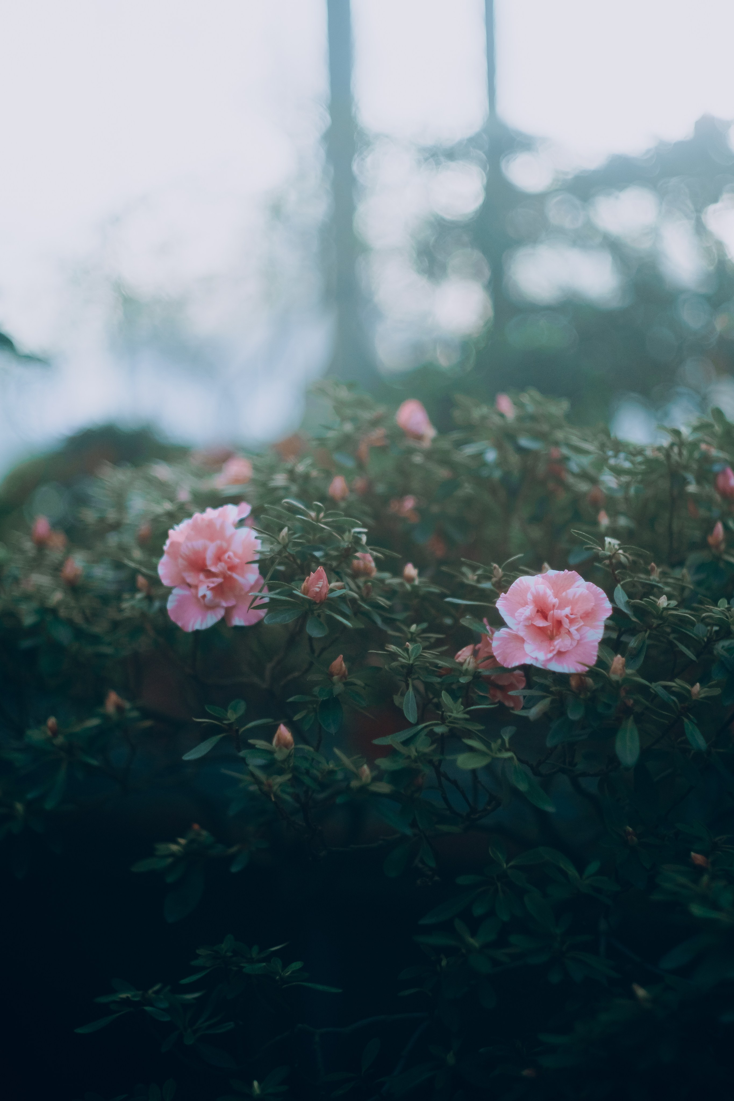 Botanical. Портретный и свадебный фотограф в Москве и Санкт-Петербурге. Учитель фотографии онлайн и оффлайн
