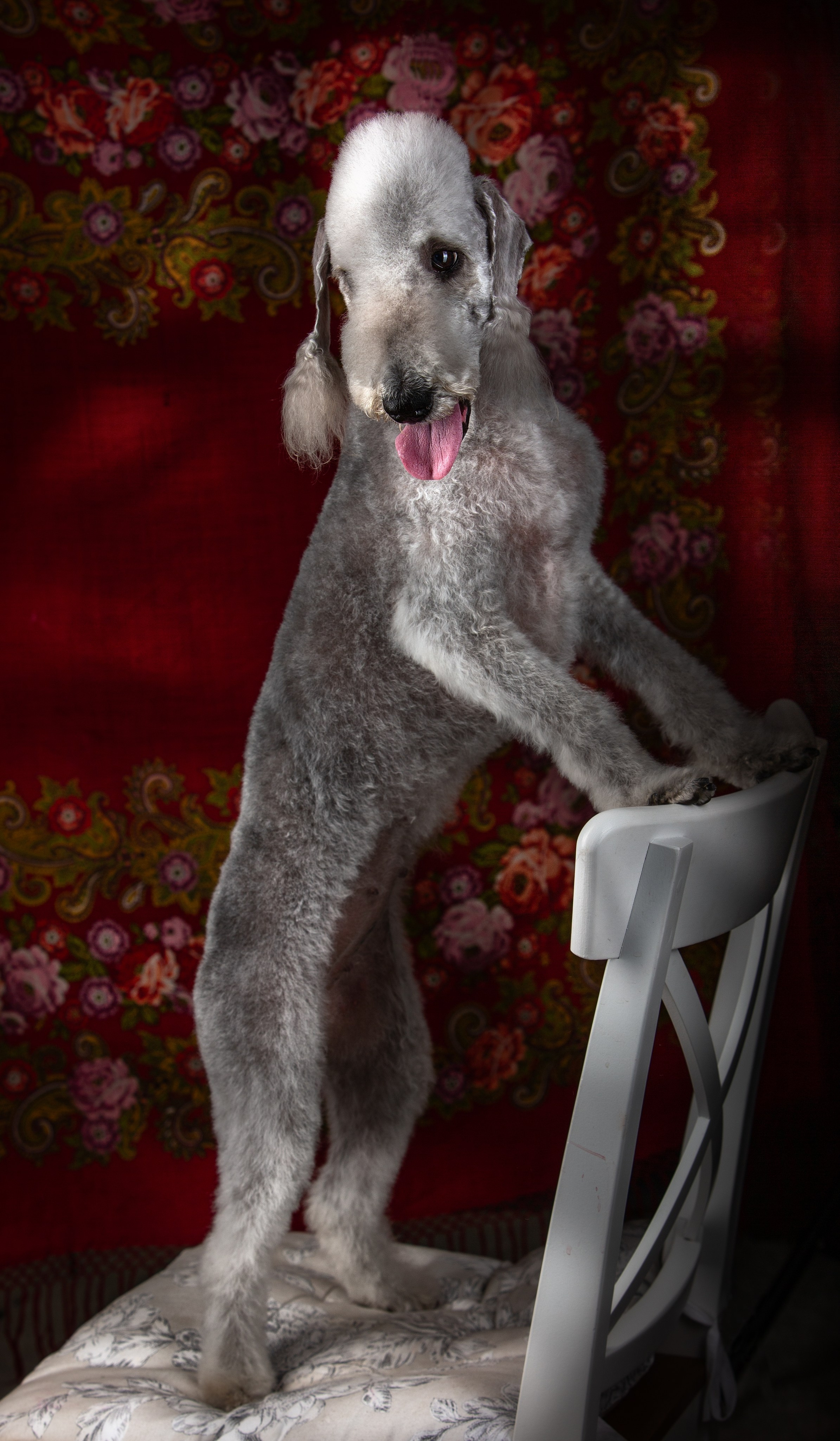 Портфолио. Студия груминга Валерии Кравец