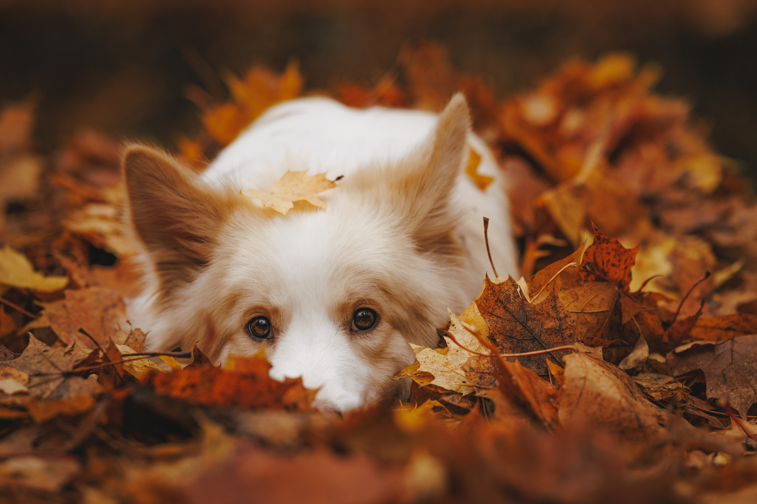На природе. Фотограф- анималист Санкт-Петербург