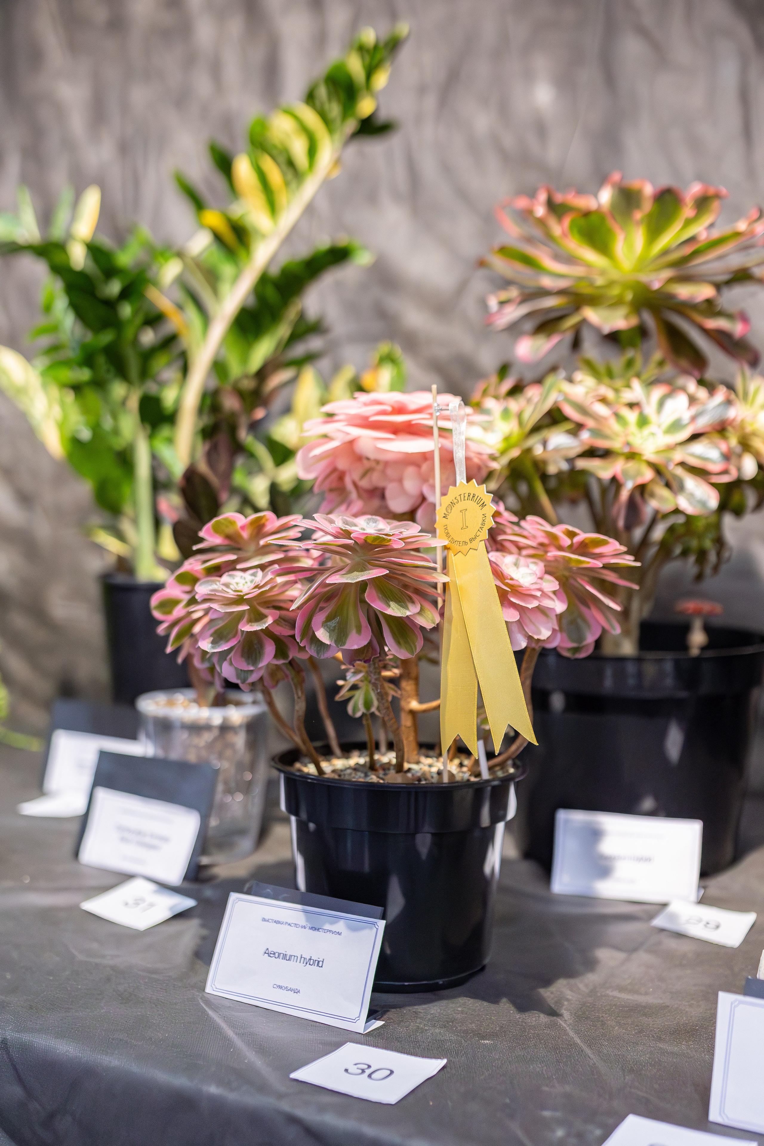 Монстериум апрель 2026. Александра Куликова фотограф, Москва