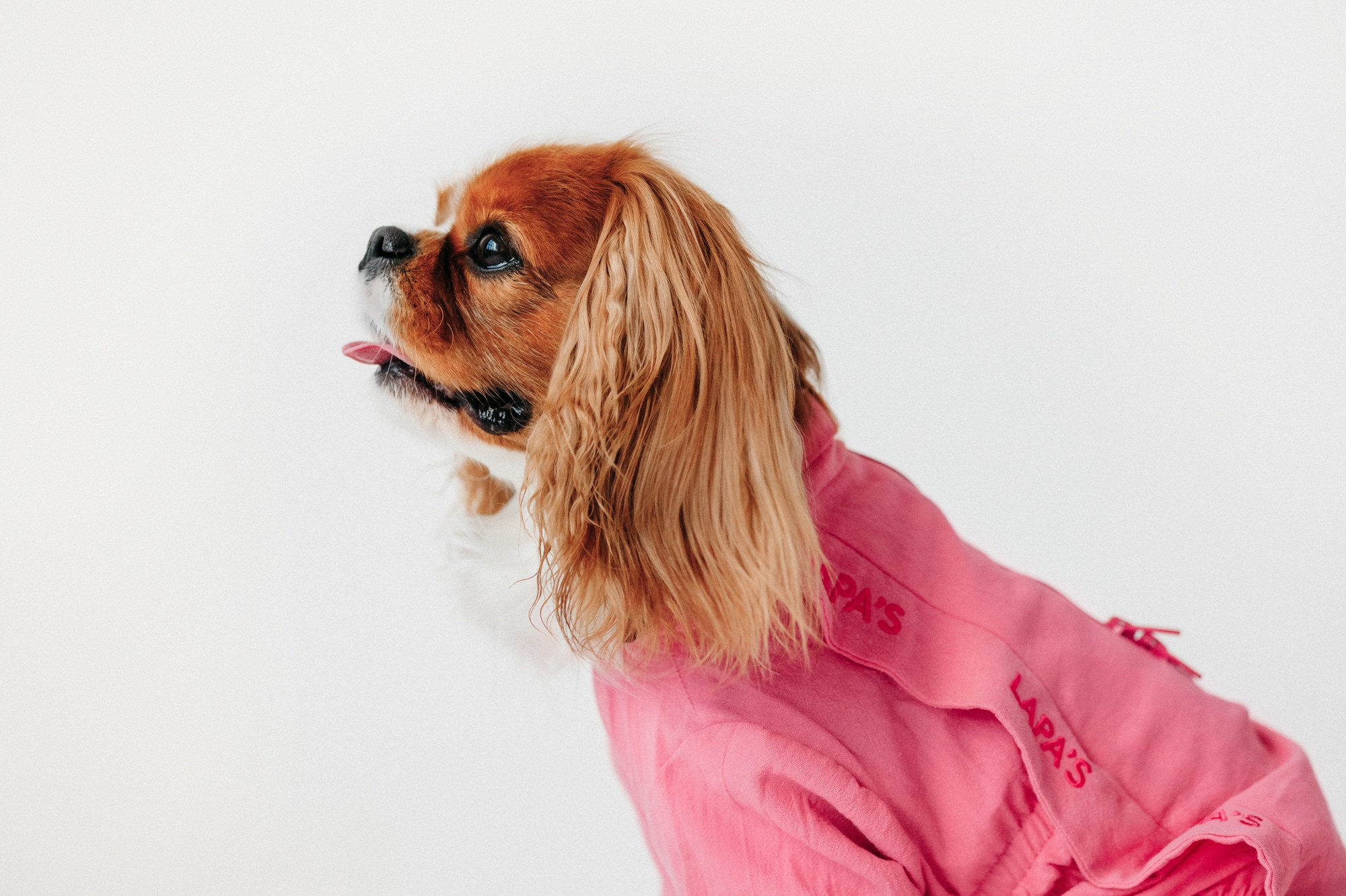 Одежда Lapa`s brand. Фотограф-анималист Елена Радченко, Москва