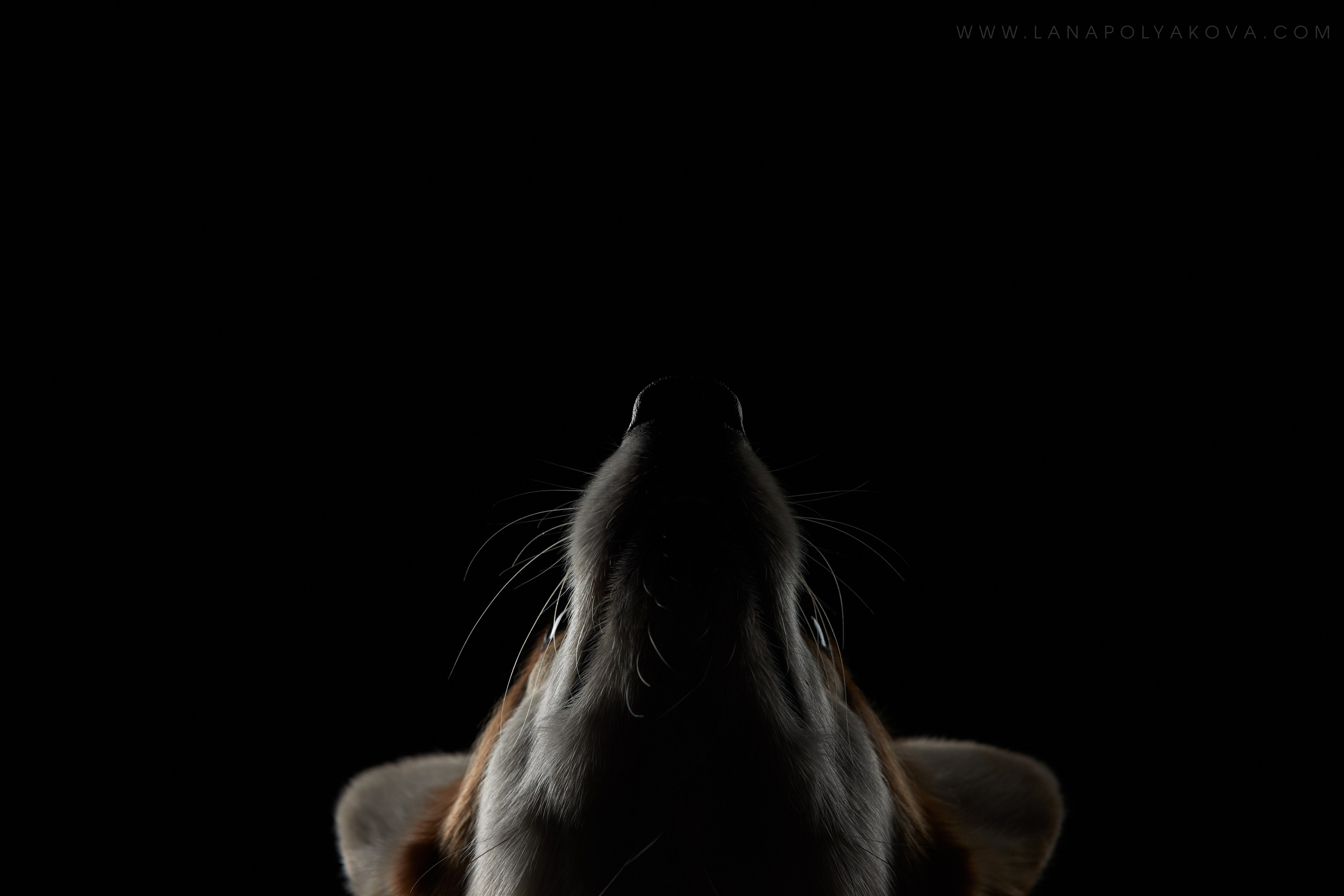 Оскар передает привет 👋. ФОТОГРАФ-АНИМАЛИСТ l LANA POLYAKOVA