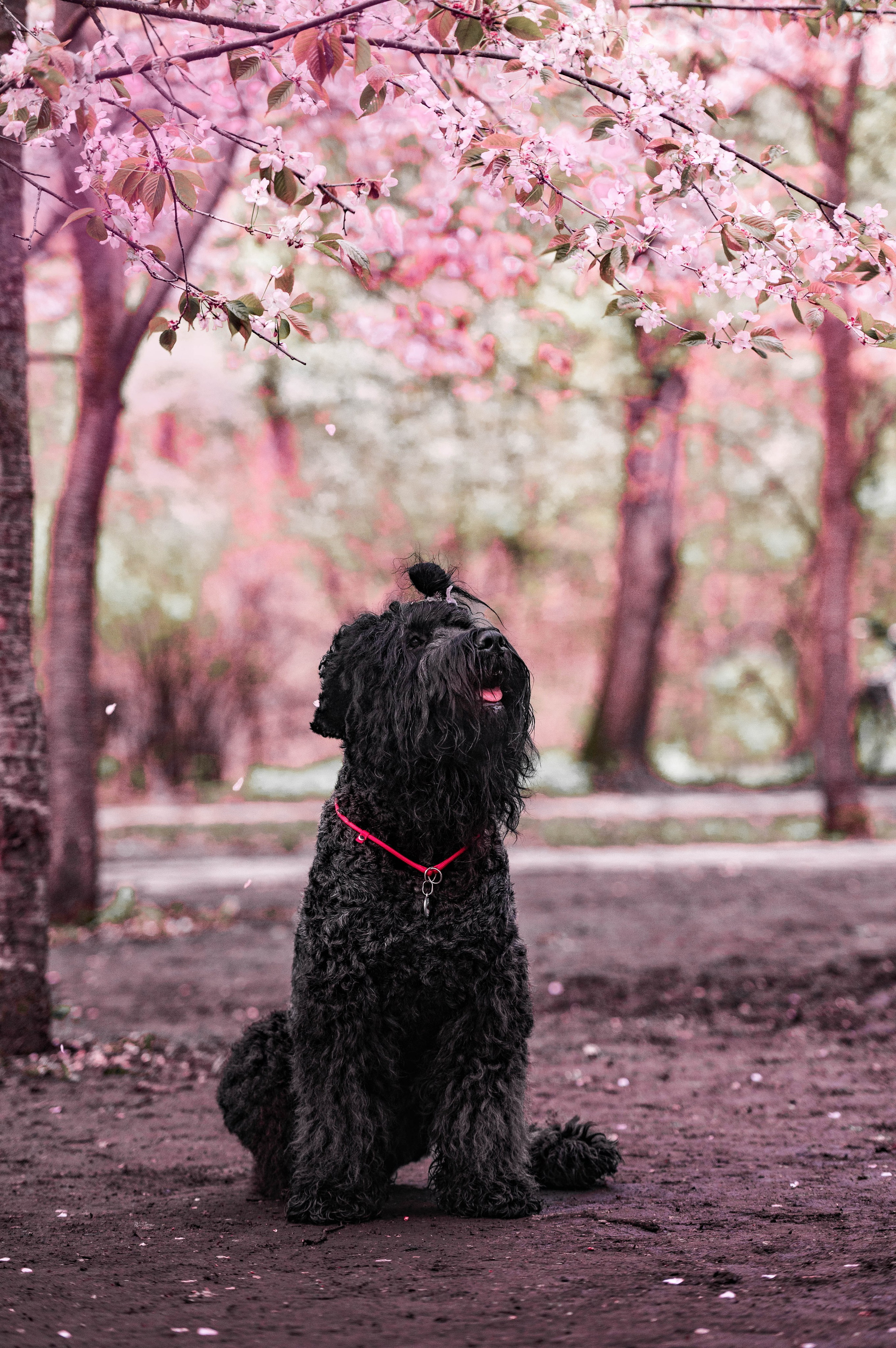 Черныши, сакура и краски холи. Фотограф-анималист