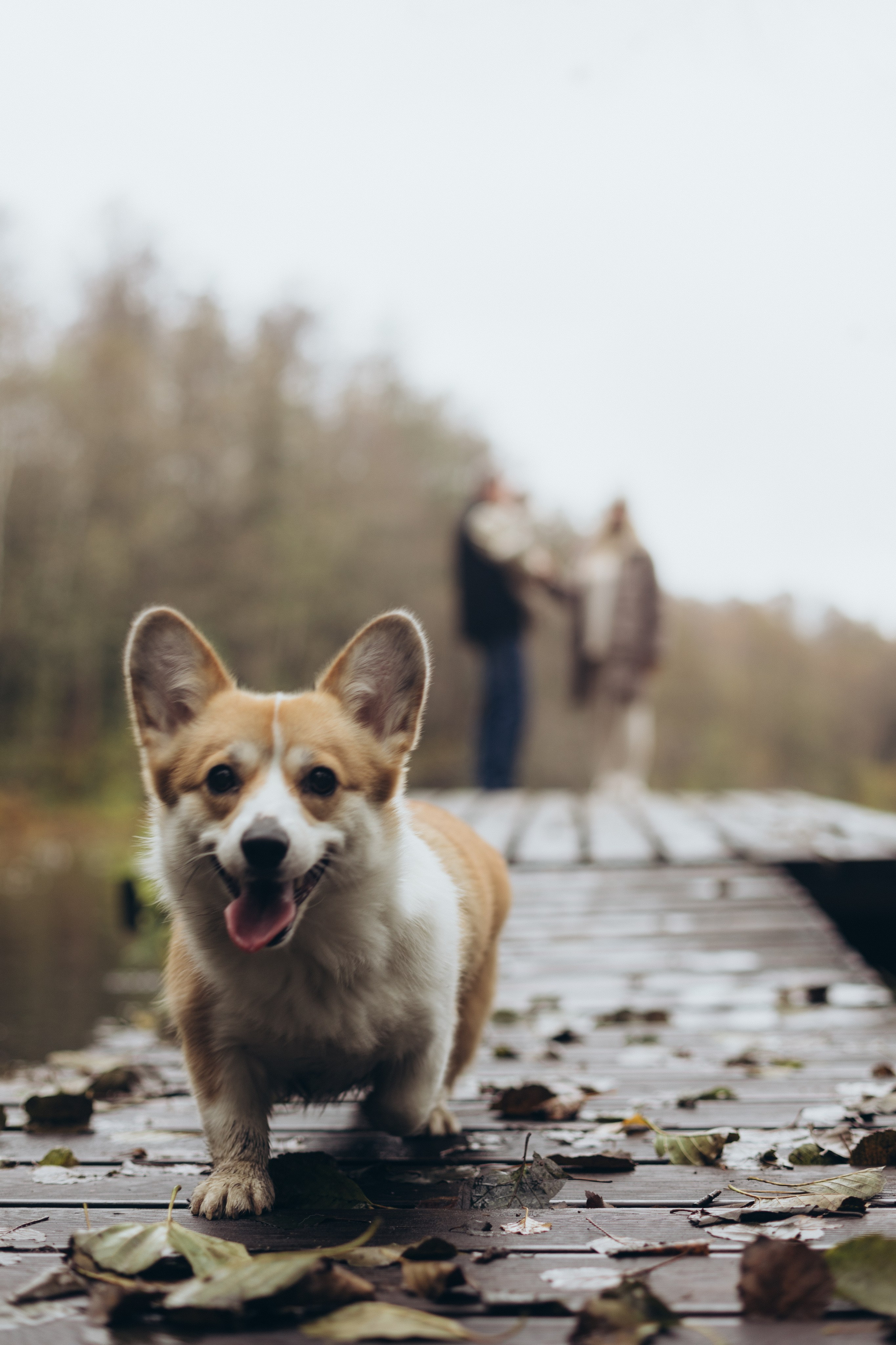 В осеннем лесу. Фотограф из Петербурга