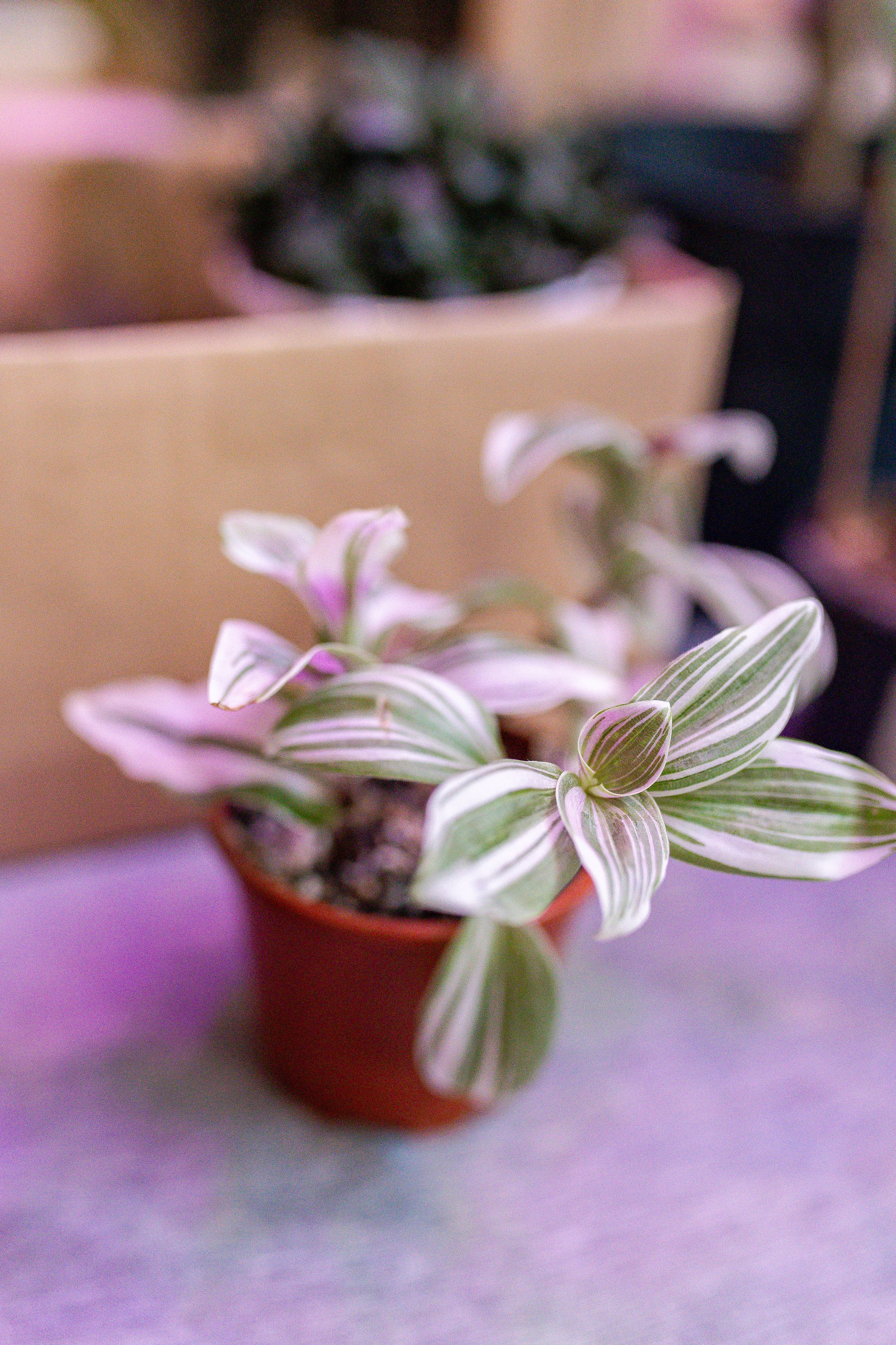 Growbox 1–2 марта. Александра Куликова фотограф, Москва