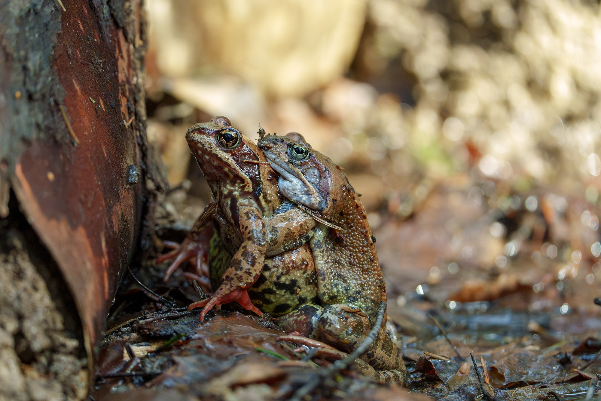 Животные. Ваш личный фотограф Марина Волкова