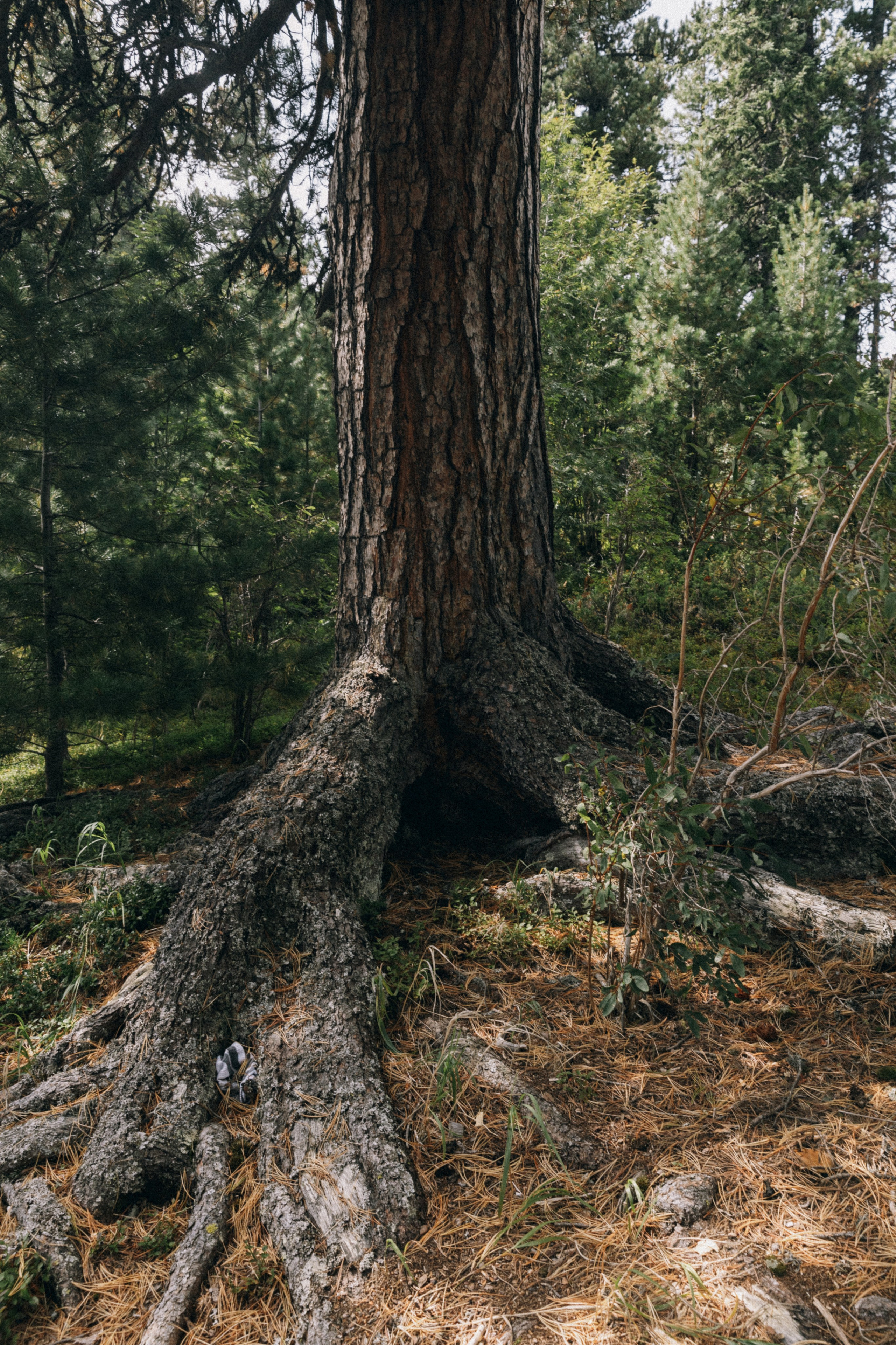 Алтай, природа и эстетика. Александр Чернин. Семейный и событийный фотограф
