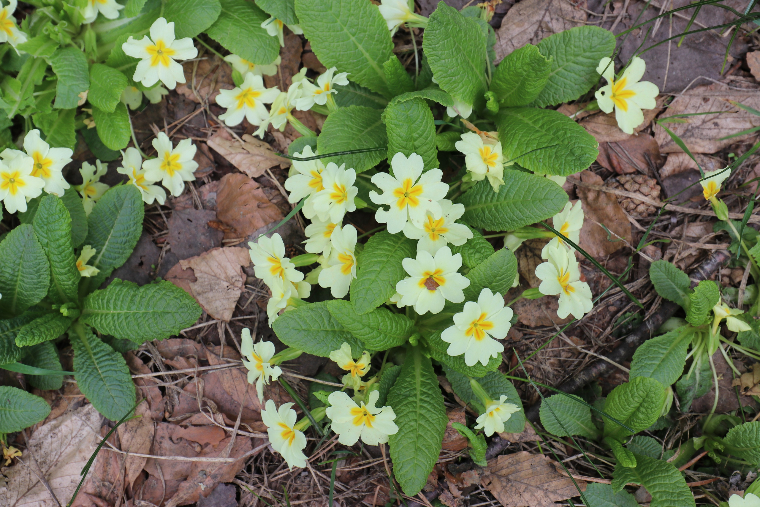 Крым. ЮБК (Бахчисарай, Демерджи, Судак). Первый скалолазный выезд. Май 2019. Путешественник-фотограф из Санкт-Петербурга Татьяна Свистулина
