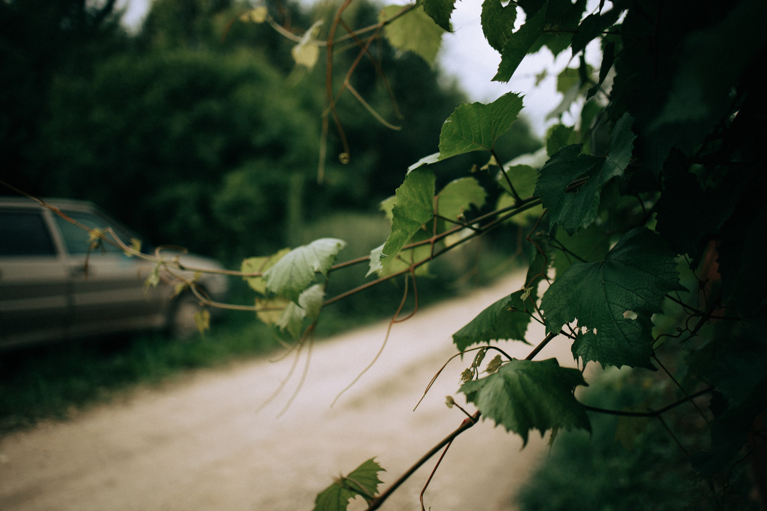 Прогулка по Криволучью. Свадебный и семейный фотограф в Туле и области Маша Костина