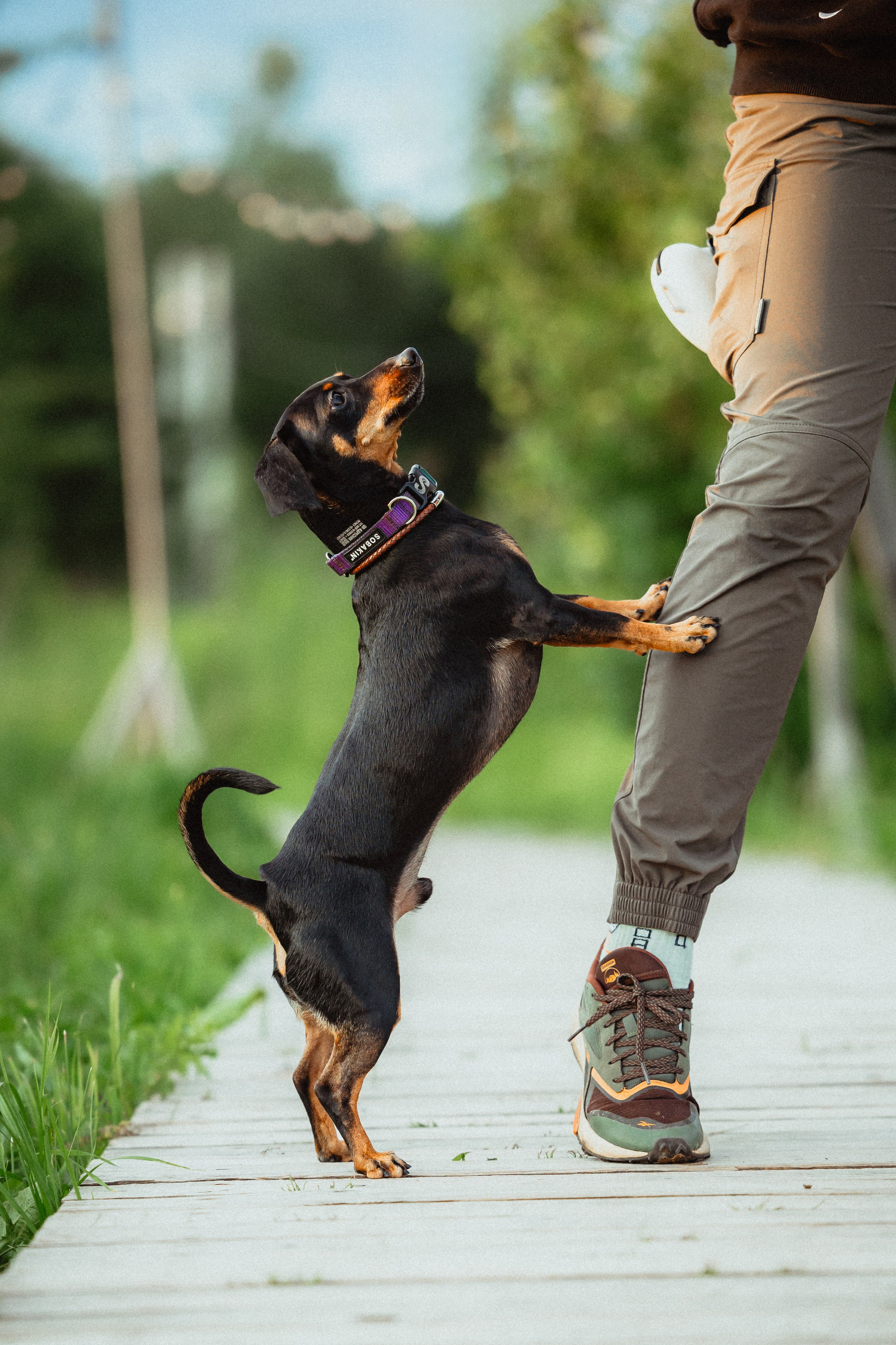 Выездной дог-тренинг от школы «Шерсть имею»