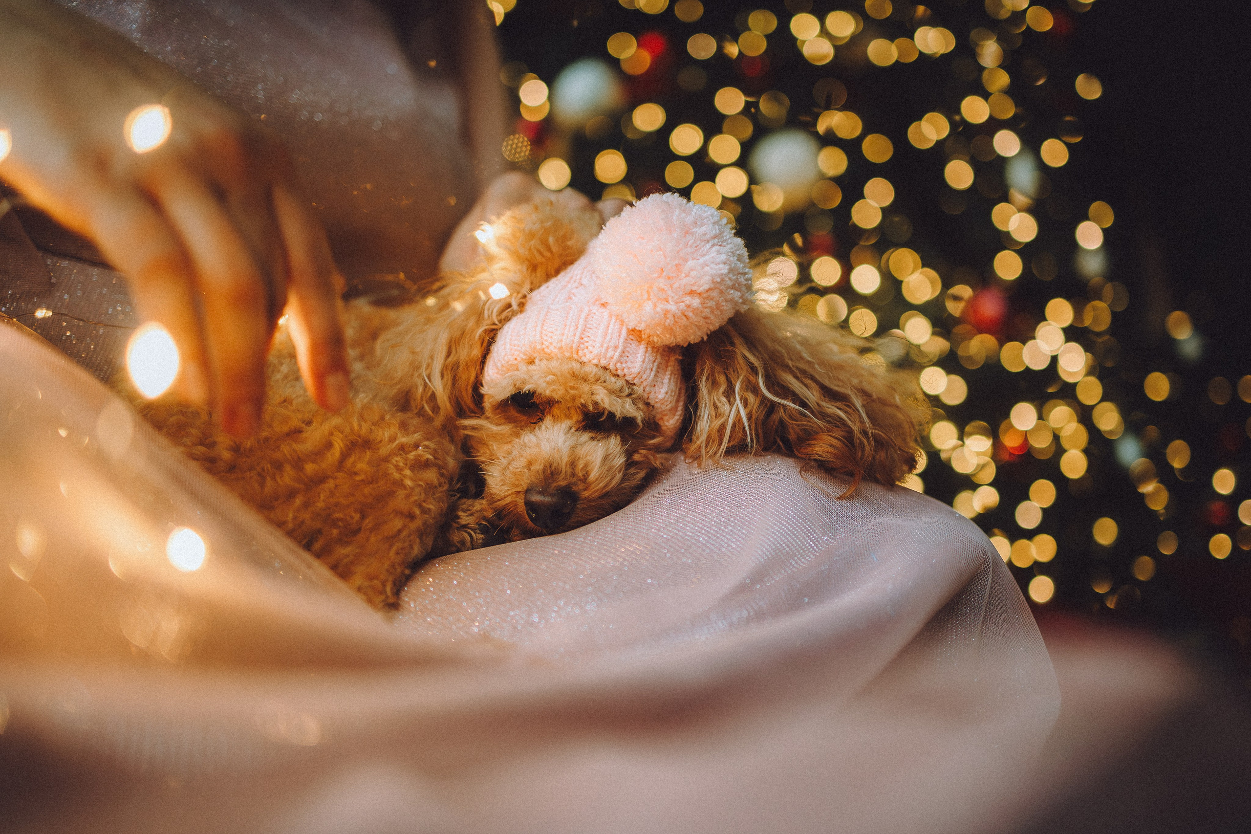 Джули, Шелли и их семья