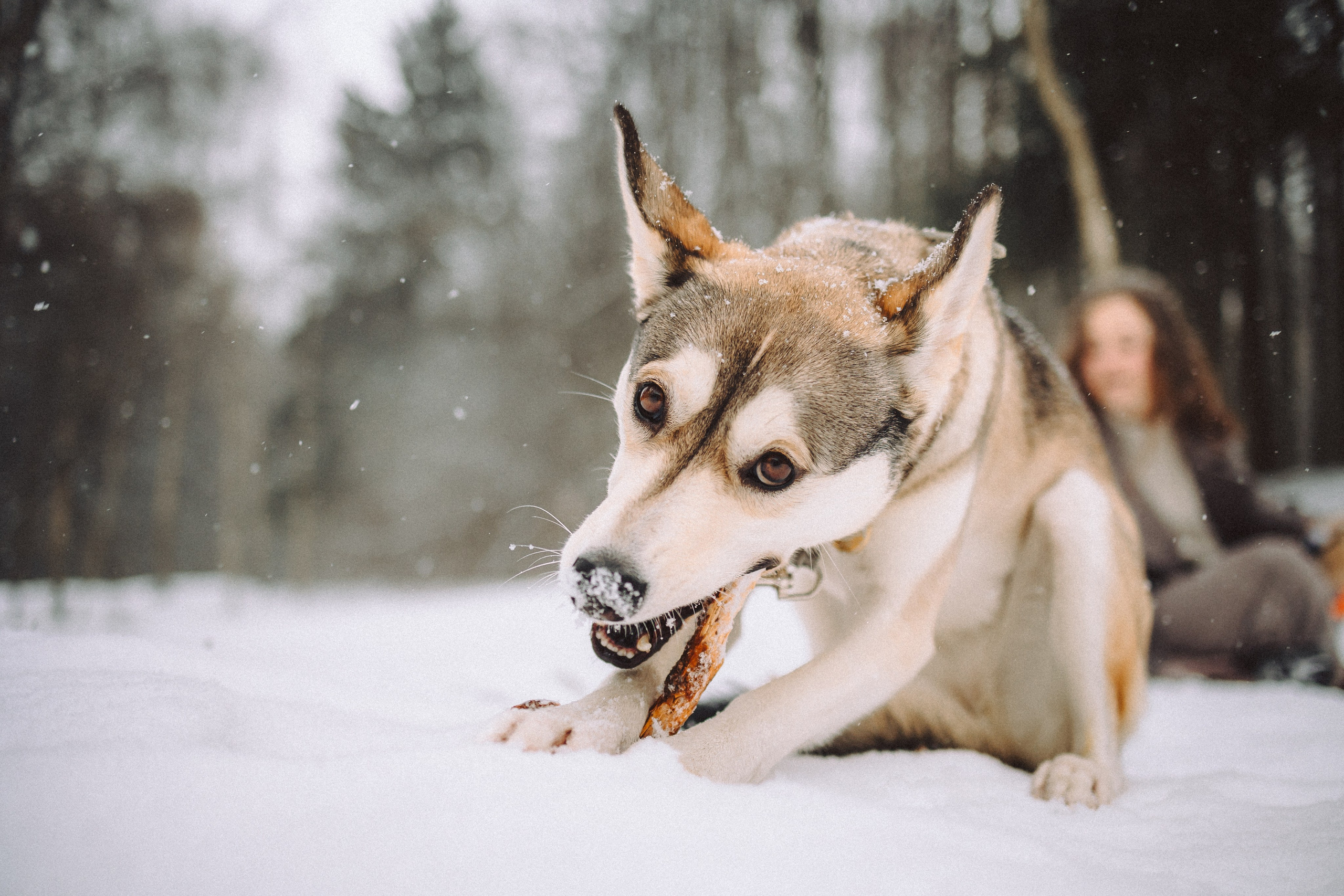 Аня и Рокси