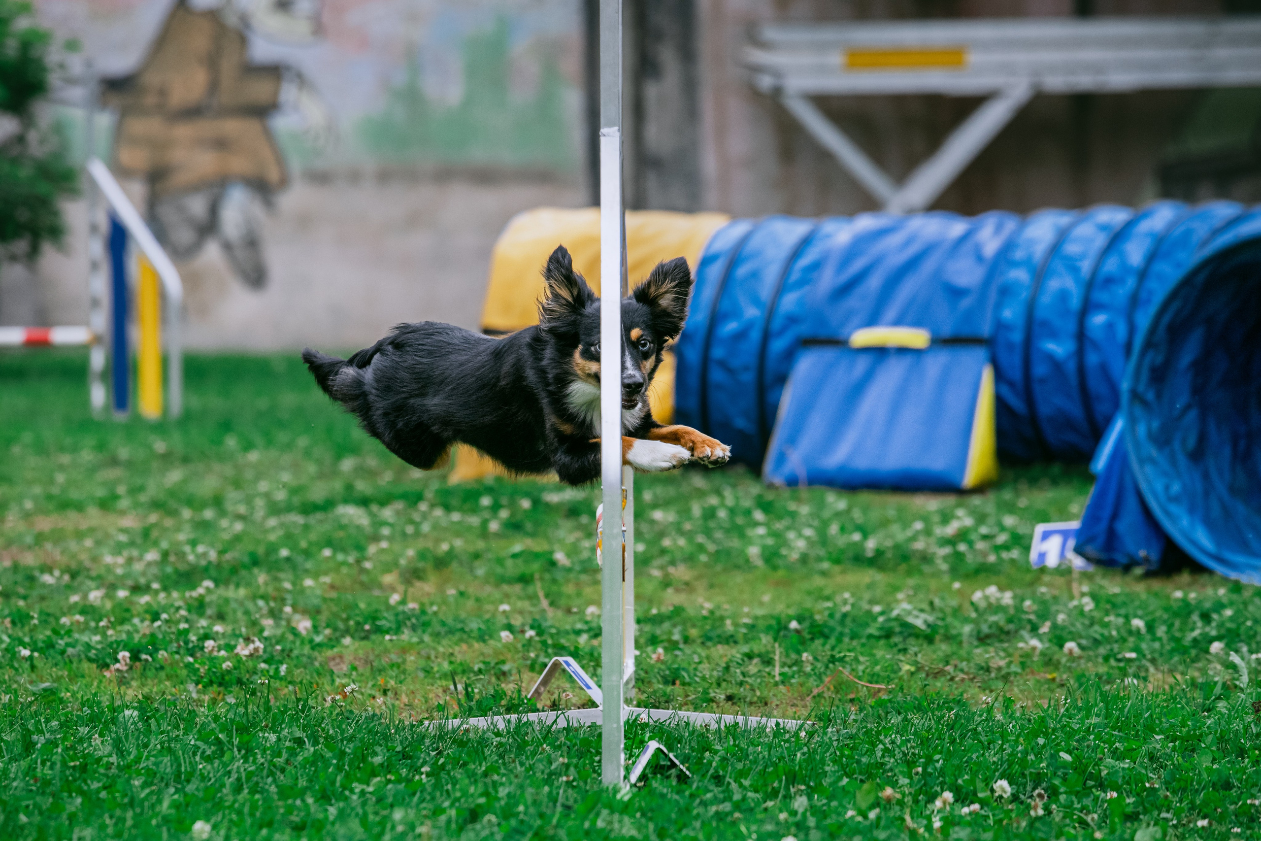 Соревнования по аджилити Долгопрудный 30.06.2025. Фотограф-анималист Татьяна Степанова