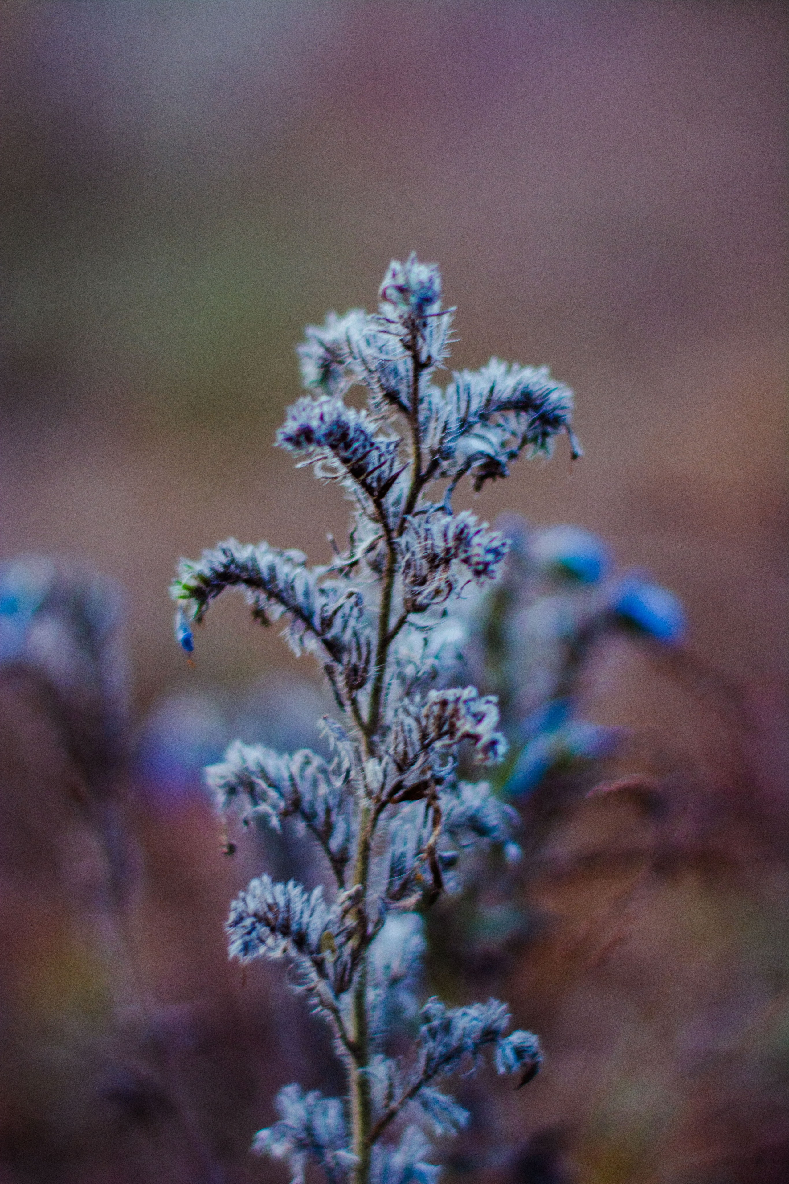 Flowers. Фотографирую искусство в Хабаровске