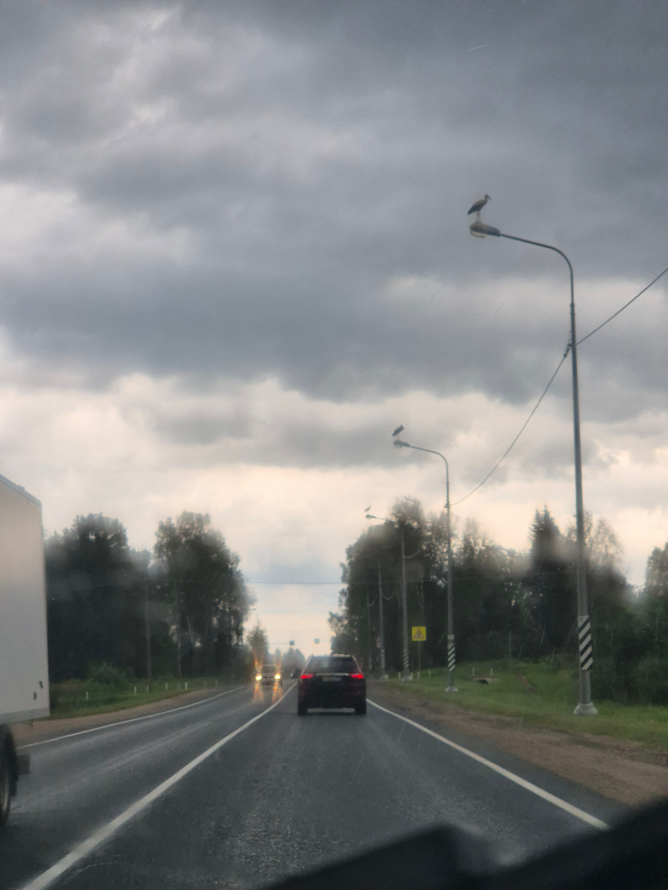 Домой ехали по Рижскому шоссе. Перед въездом в деревню стояло предупреждение - "Осторожно, аисты!". На каждом столбе - по птице