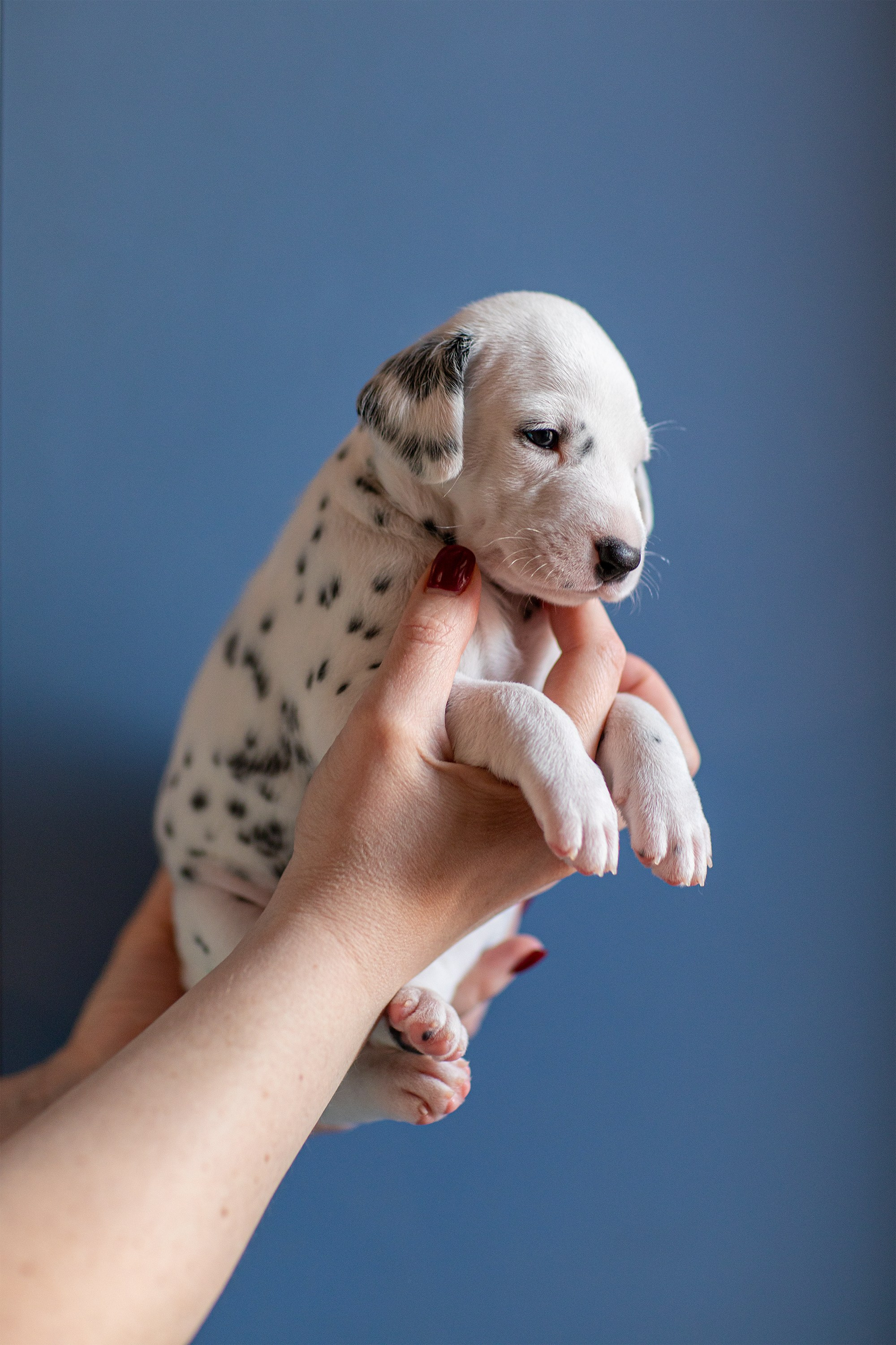 Фотосессия щенков. Фотограф для Вашей собаки