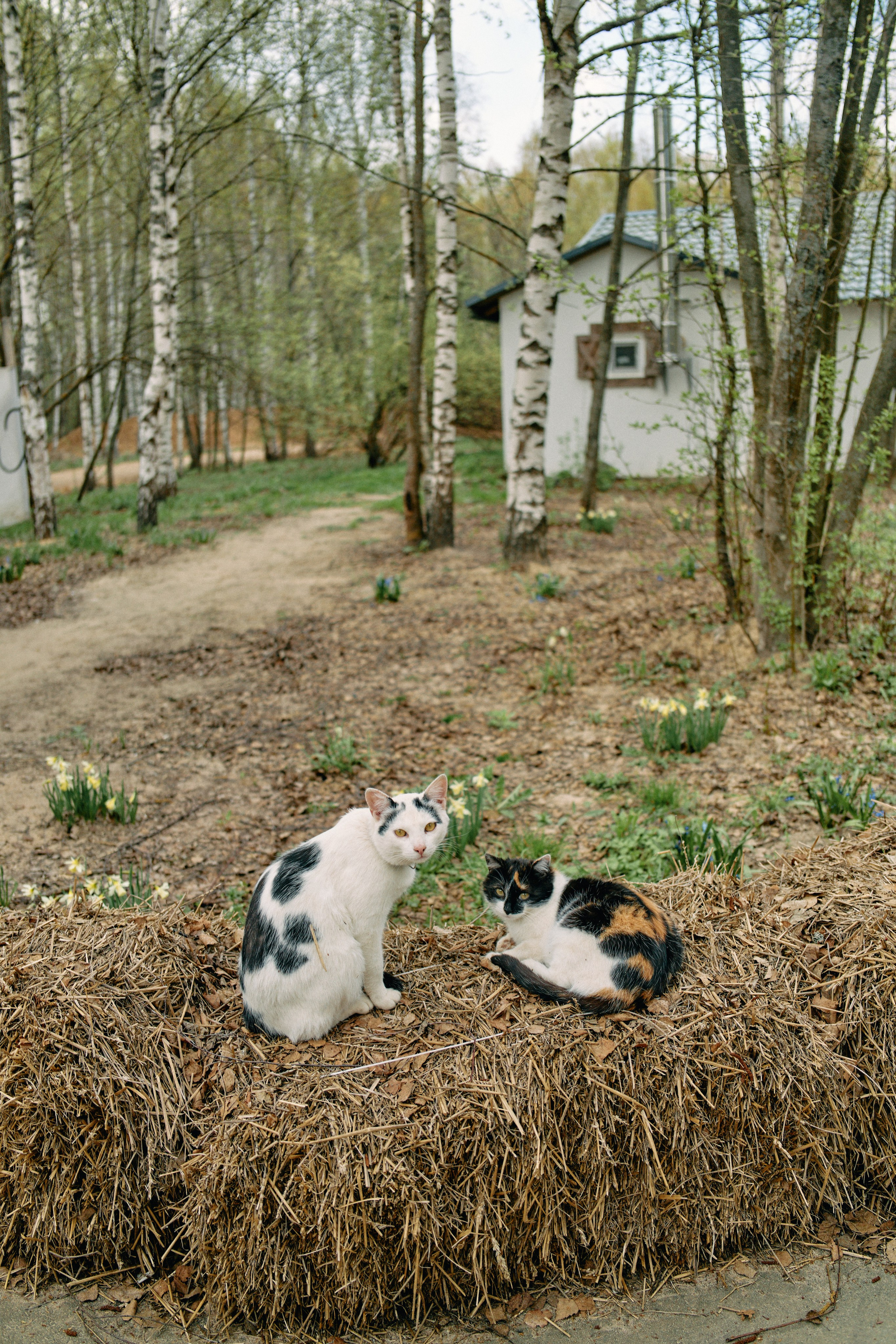 Бутик-отель Поле летом. Профессиональный Фотограф во Владимире, в Москве и в Суздале — Полина Романычева