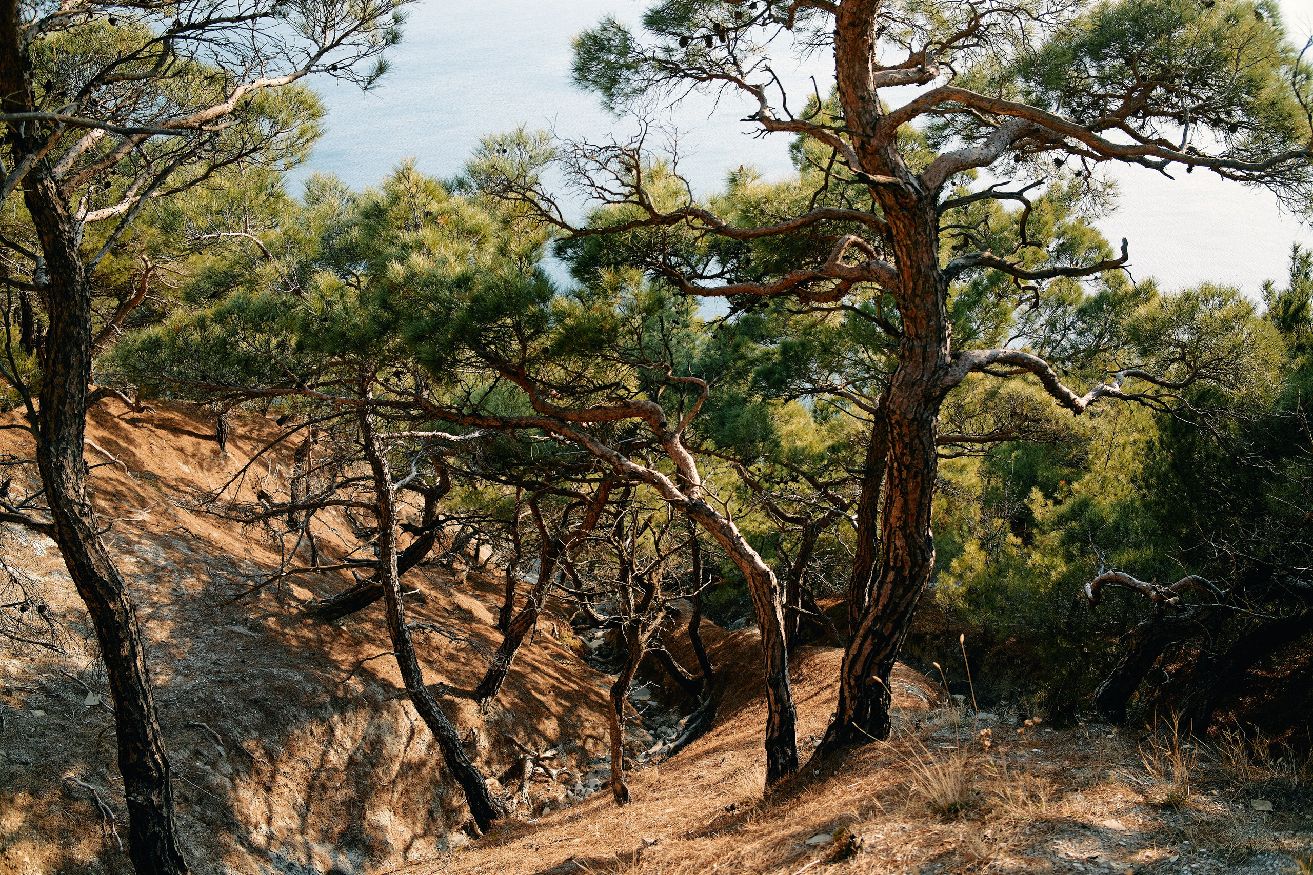 Юг России. Профессиональный Фотограф во Владимире, в Москве и в Суздале — Полина Романычева