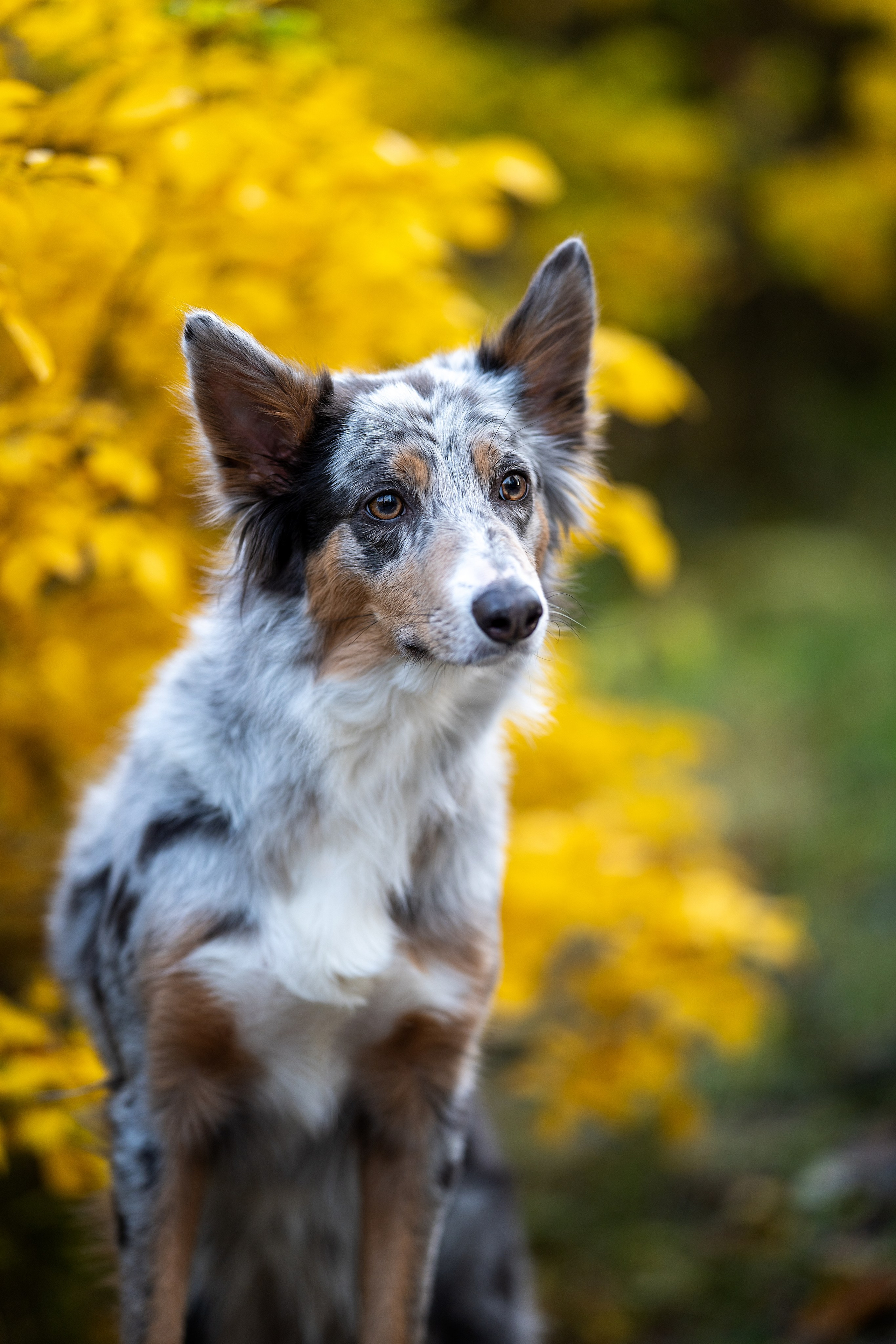 Бордер колли Флора. Главная