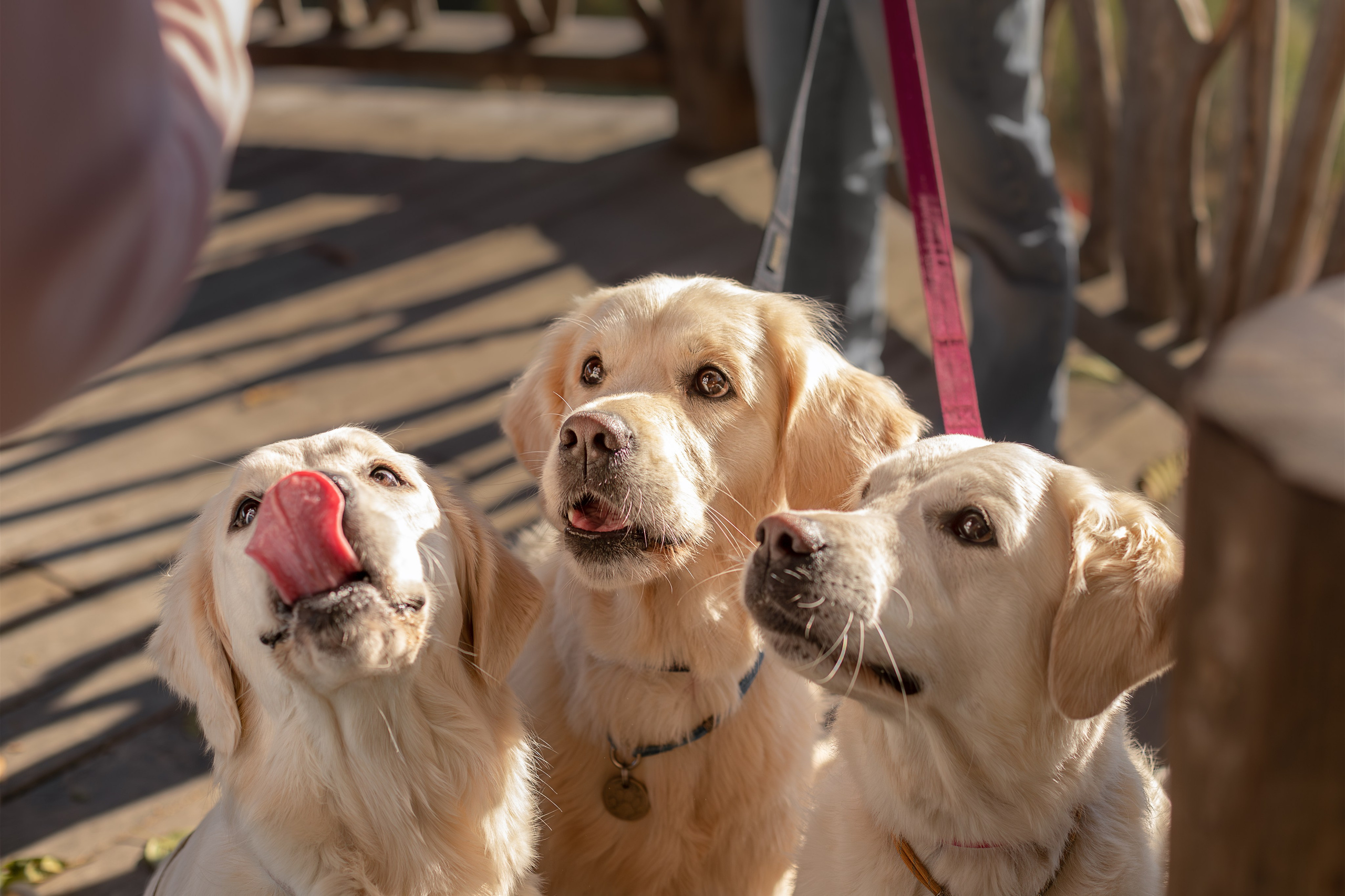 Асти, Делфи и Фреска, Голден Ретриверы. Ирина Голомб|Фотограф-анималист в  Сочи и Калининграде