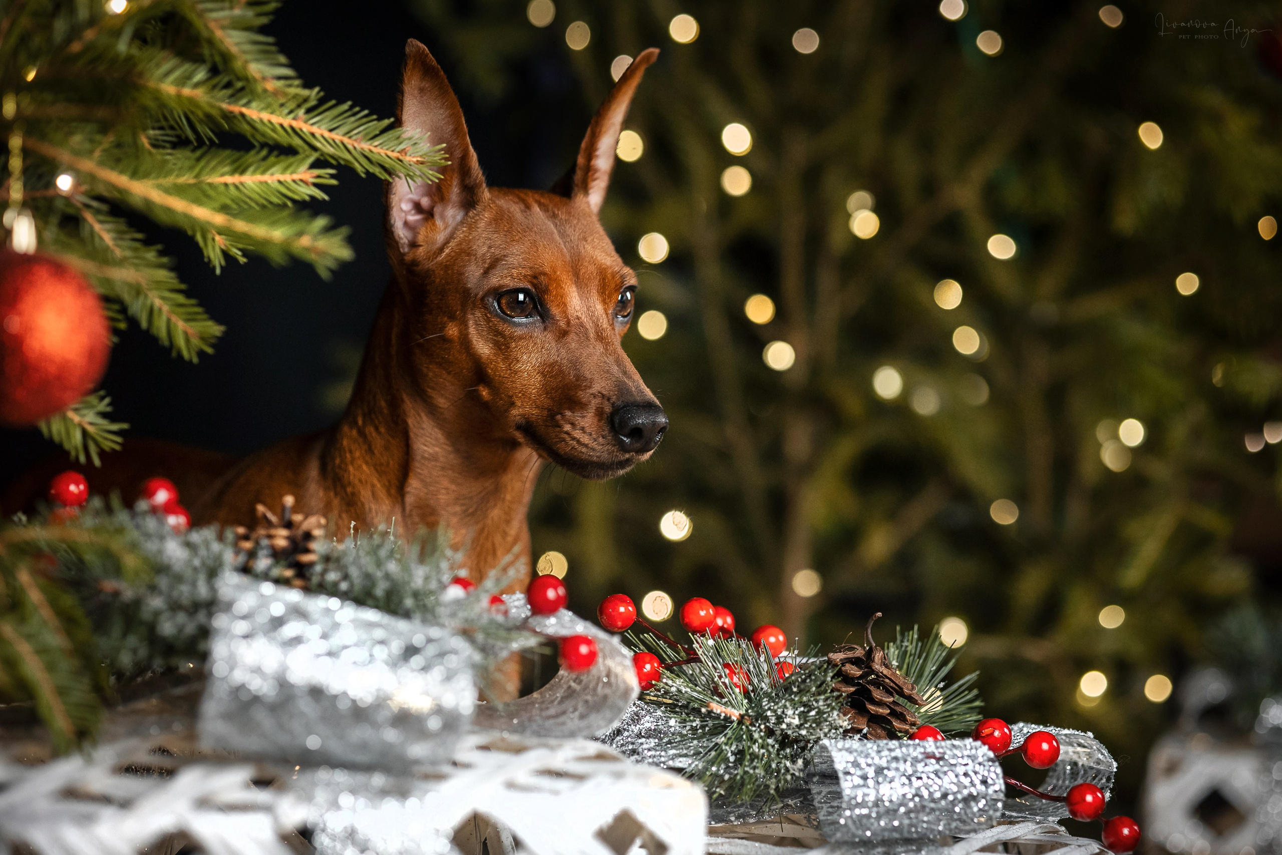 Фотодень_3 2025. Фотограф анималист Аня Ливанова | Рыбинск