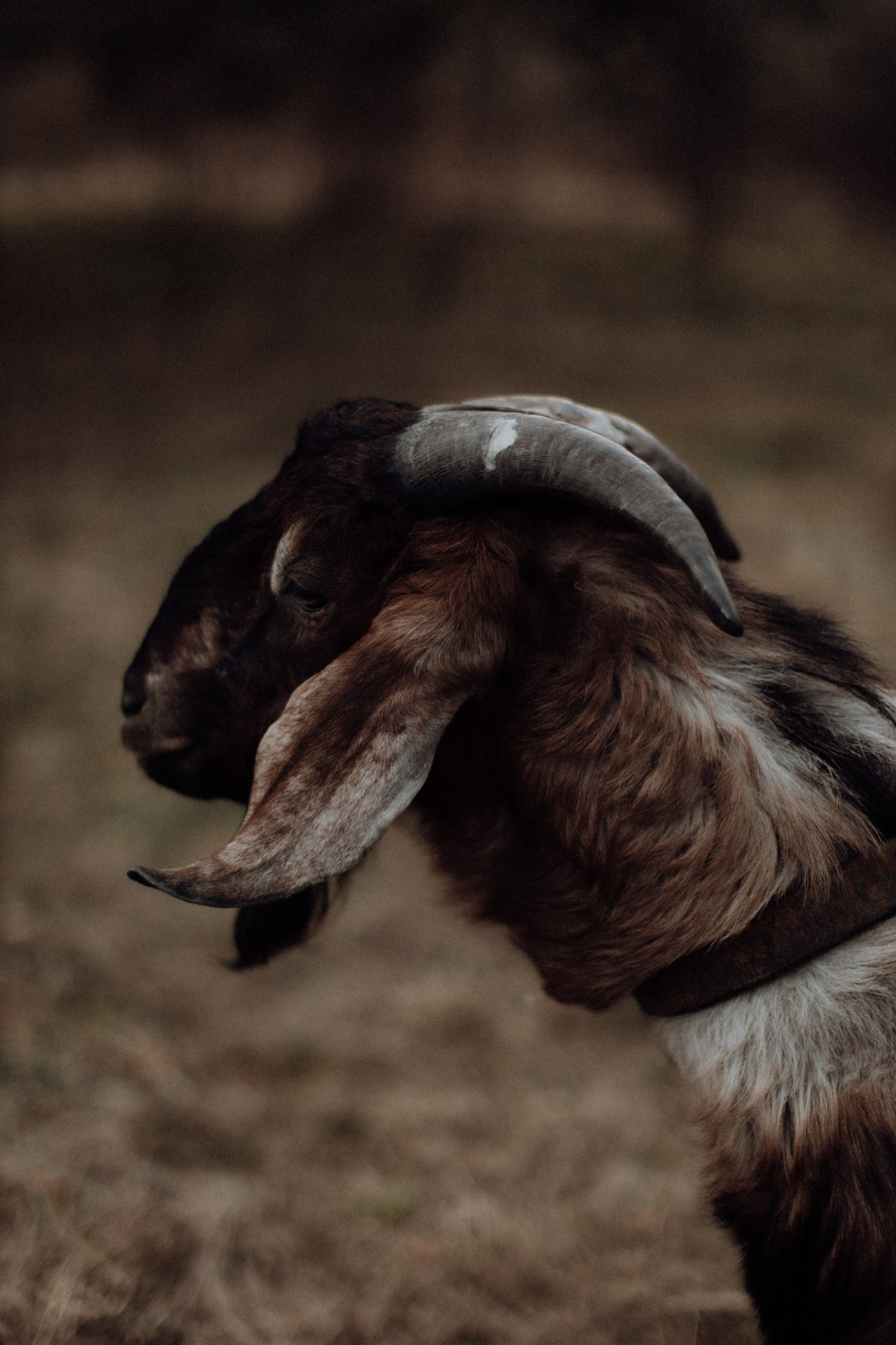 Alice. Съёмка влюблённых в Санкт-Петербурге Ксения Чердакова, парный фотограф