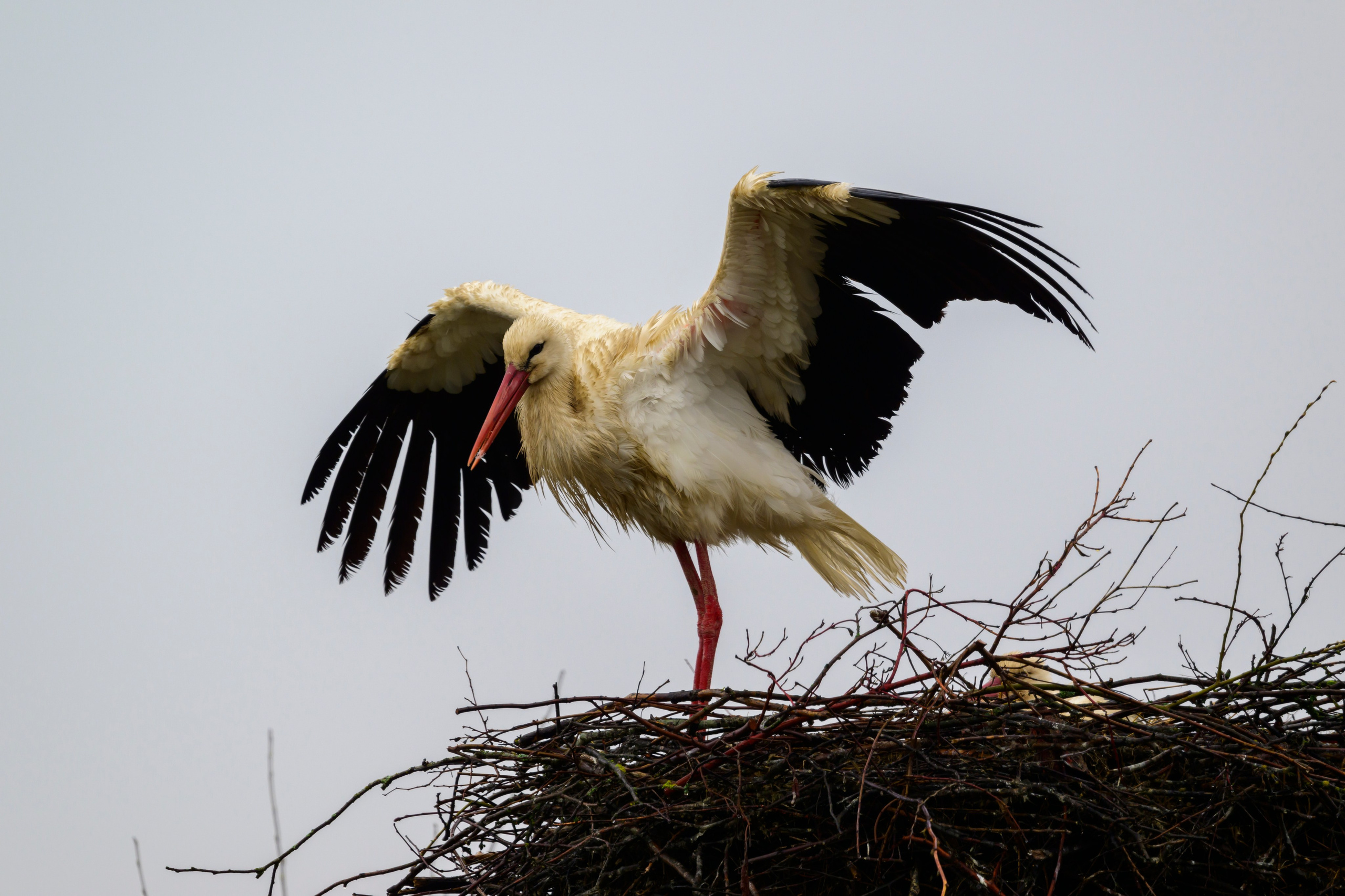 Аисты. Wildlife photography by Sergey Puponin