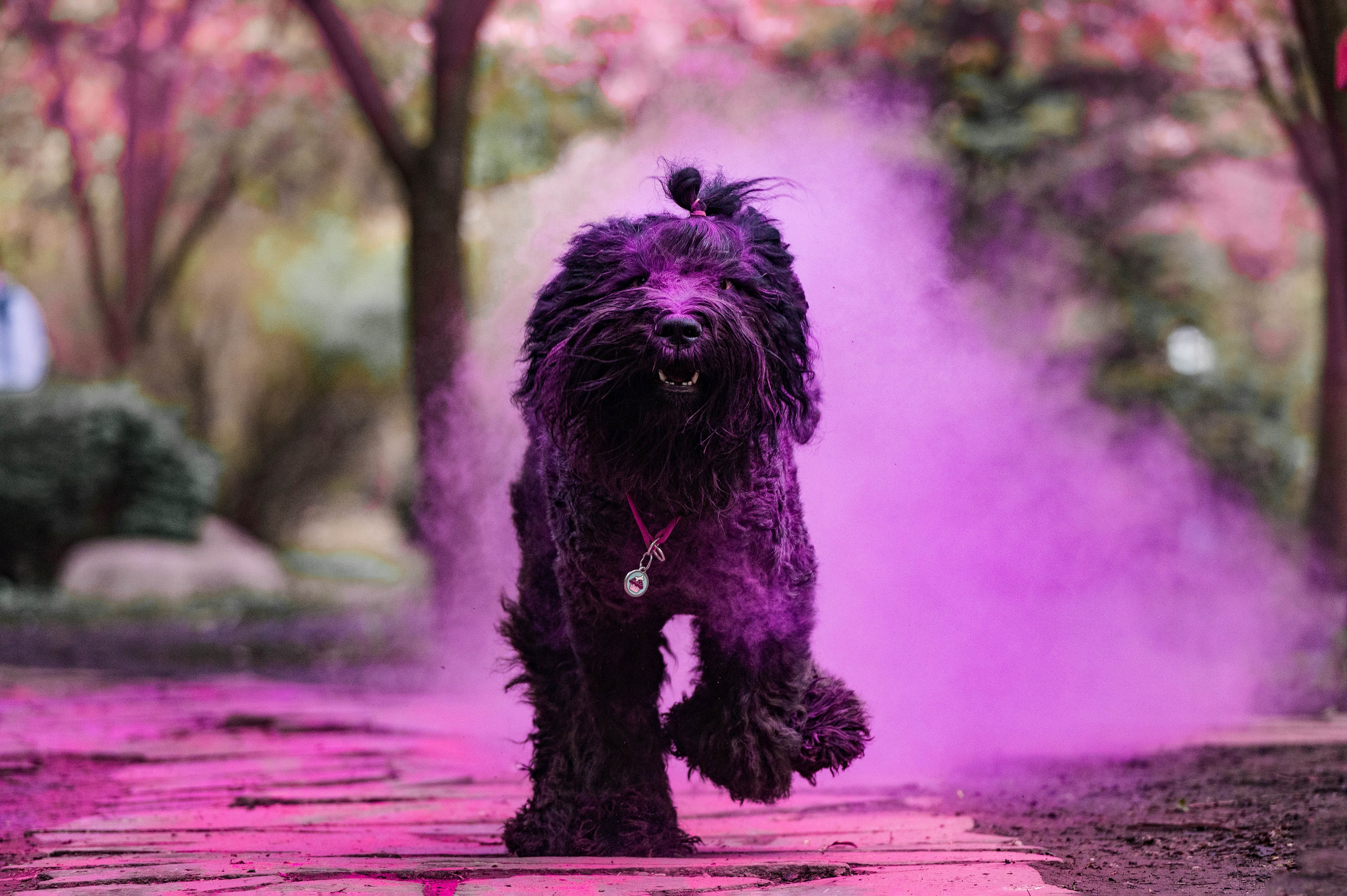 Черныши, сакура и краски холи. Фотограф-анималист