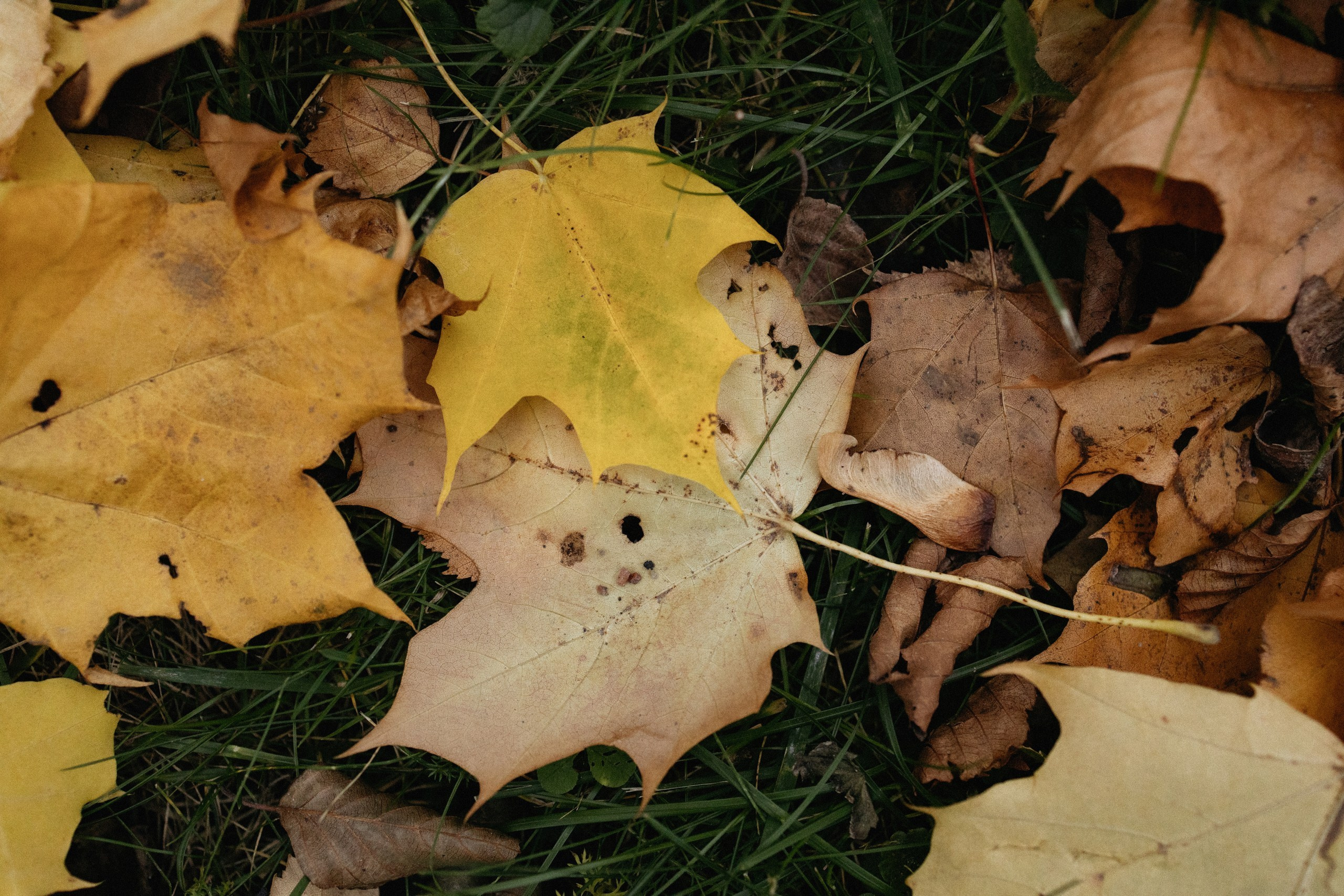 Семейная осенняя фотосессия в парке. Вера Пьянцева семейный, свадебный и парный фотограф в Санкт-Петербурге